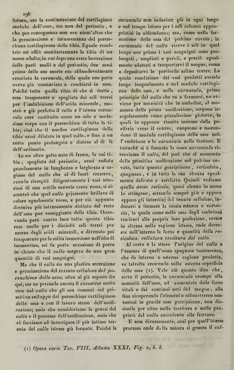 futuro, era la continuazione del cartilagineo modulo dell’osso, ma non del periostio, e che per conseguenza non era nienl’altro che la germinazione e intumescenza del paren¬ chima cartilaginoso della tibia. Eguale resul¬ talo mi offrì manifestamente la tibia di un uomo adulto, in cui dopo una vasta lacerazione delle parti molli e del periostio, due mesi prima della sua morte era abbondevolmente cresciuta la caruncola, della quale una parte aveva già cominciato a cambiarsi in osso. Poiché tutta quella tibia di che si tratta , resa trasparente e spogliata dei sali terrei per l’imbibizione dell’acido minerale, mo¬ strò e già perfetto il callo e l’istessa carun¬ cola aver costituito come un solo e mede¬ simo corpo con il parenchima di tutta la ti¬ bia* cioè che il nucleo cartilaginoso della tibia crasi dilatato in quel callo, e fino a un certo punto prolungato e disteso al di là dell’ordinario. In un altro gallo nato di fresco, la cui ti¬ bia , spogliala del periostio, erasi enfiata grandemente in lunghezza e larghezza a ca¬ gione del callo che al di fuori cresceva, avendo riempili diligentemente i vasi arte¬ riosi di una sottile materia cerea rossa, si ri¬ scontrò che quel callo gajamenle brillava di colore egualmente rosso, e per ciò appunto diveniva più intensamente distinto dal resto dell’osso pur rosseggiante della tibia. Osser¬ vando però contro luce tutta questa tibia resa molle per 1 disciolti sali tei rei per mezzo degli acidi minerali, e divenuta poi trasparente per la solita immersione nell’olio di trementina, mi fu porta occasione di porre in chiaro che il callo sorgeva da una gran quantità di vasi sanguigni. Ma che il callo sia una plastica secrezione e germinazione del tessuto celluloso del pa¬ renchima delle ossa, oltre al già esposto fin qui, me ne persuade ancora il riscontrar molte cose nel callo che gli son comuni col pri¬ mitivo sviluppo del parenchima cartilaginoso delle ossa e con il lavoro stesso dell’ossifi¬ cazione; ossia che consideriamo la genesi del callo e il processo deH’ossifieazione, ossia che ci facciamo ad investigare il più intimo tes¬ suto del callo islesso già formalo. Poiché la caruncula non indurisce già in ogni luogo e nel tempo islesso per i sali calcarei appro¬ priatisi in abbondanza; ma, come nella for¬ mazione delle ossa del pulcino covalo, la caruncula del callo riceve i sali in quel luogo ove prima i vasi sanguigni sono pro¬ lungati , ampliati e pervii, e perciò egual¬ mente adattali a trasportarvi il sangue, come a depositarvi le particelle salino terree. La quale condizione dei vasi predetti avendo luogo inegualmente e nel modulo cartilagi¬ neo delle ossa, e nella caruncula, primo principio del callo che va a formarsi, ne av¬ viene per necessità che in ambedue, al mo¬ mento della prima ossificazione, sorgono ir¬ regolarmente come piccolissime glebetle, le quali in appresso riunite insieme dalla pe¬ riferia verso il centro, cuoprono e nascon¬ dono il modulo cartilaginoso delle ossa nel- 1’embrione eia caruncula nella frattura. E tostochè si è formala la ossea caruncula ri¬ troviamo il callo, del pari che al momento della primitiva ossificazione nel pulcino co¬ vato, tutto quanto gossipiaceo , reticolato , spugnoso, e in tutta la sua altezza egual¬ mente delicato e rarefatto. Quindi vediamo quello stesso reticolo, quasi alcuno in mano lo stringesse, serrando sempre più e appoco appoco gli interstizi del tessuto celluloso, in¬ durarsi e formare la crosta esterna o cortec¬ cia, la quale come nelle ossa degli embrioni tendenti alla propria loro perfezione, cresce in altezza nella ragione islessa, onde decre¬ sce nell’interno la forza e quantità della re¬ ticolata, cellulosa tessitura del callo. Al certo è la stessa l’origine del callo e l’essenza di quell’ossea spugnosa lumescenza, che da interna o esterna cagione prodotta, va talvolta crescendo sulla esterna superficie delle ossa (i). Vale ciò quanto dire che, rollo il periostio, la caruncula erompe alla sommità dell’osso, ed aumentata dalle forze vitali e dai continui urti del sangue, alla fine ricuperando l’elemento salino-terreo con- vertesi in gracile osso gossipiaceo, non dis¬ simile per altro nella tessitura e nelle pro¬ prietà dal callo succedente alle fratture. E non diversamente, anzi per quell’islesso processo onde dalla natura si genera il cal¬