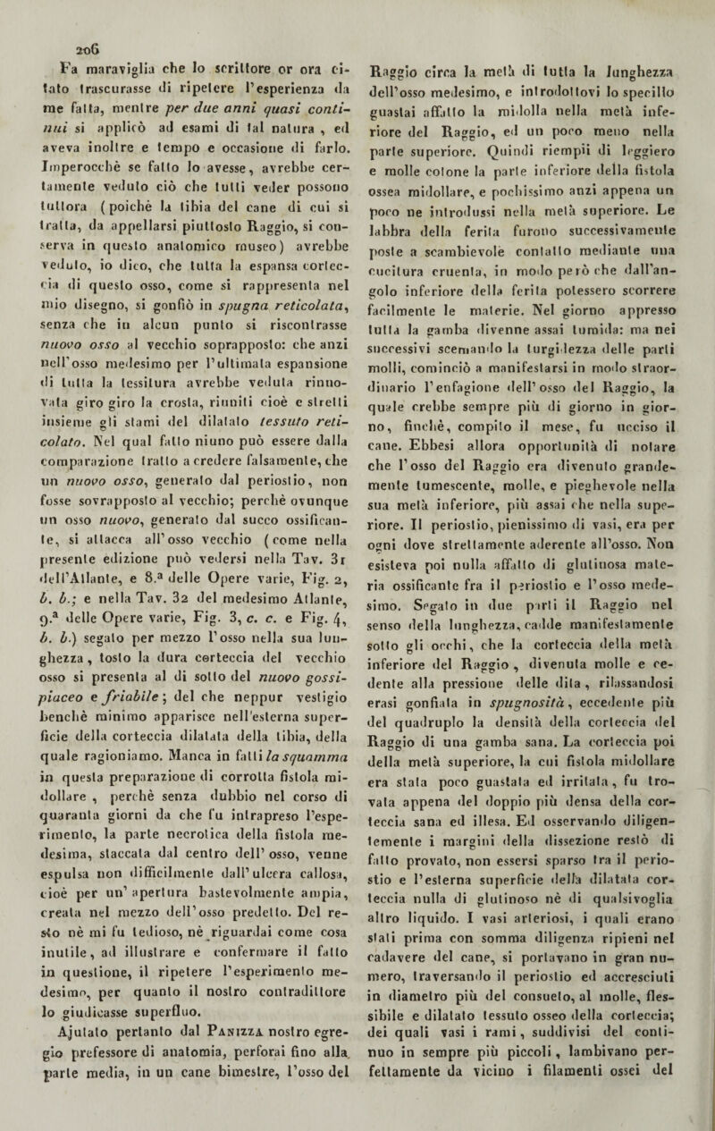 Fa maraviglia che Io scrittore or ora ci¬ tato trascurasse di ripetere l’esperienza da me fatta, mentre per due anni quasi conti¬ nui si applicò ad esami di tal natura , ed aveva inoltre e tempo e occasione di farlo. Imperocché se fatto lo avesse, avrebbe cer¬ tamente veduto ciò che tutti veder possono tuttora (poiché la tibia del cane di cui si tratta, da appellarsi piuttosto Raggio, si con¬ serva in questo anatomico museo) avrebbe veduto, io dico, che tutta la espansa cortec¬ cia di questo osso, come si rappresenta nel mio disegno, si gonfiò in spugna reticolata, senza che in alcun punto si riscontrasse nuovo osso al vecchio soprapposto: che anzi neirosso medesimo per l’ultimala espansione «li tutta la tessitura avrebbe veduta rinno¬ vala giro giro la crosta, riuniti cioè e stretti insieme gli stami del dilatalo tessuto reti- colato. Nel qual fallo niuno può essere dalla comparazione tratto a credere falsamente, che un nuovo osso, generato dal periostio, non fosse sovrapposto al vecchio; perchè ovunque un osso nuovo, generato dal succo ossifican¬ te, si attacca all’osso vecchio (come nella presente edizione può vedersi nella Tav. 3r dell’Atlante, e 8.a delle Opere varie, Fig. 2, b. b.; e nella Tav. 32 del medesimo Atlante, Q.a delle Opere varie, Fig. 3, c. c. e Fig. 4, b. b.) segalo per mezzo l’osso nella sua lun¬ ghezza , tosto la dura corteccia del vecchio osso si presenta al di sotto del nuovo gossi- piaceo e friabile ; del che neppur vestigio benché minimo apparisce nell’esterna super¬ ficie della corteccia dilatata della tibia, della quale ragioniamo. Manca in falli la squamma in questa preparazione di corrotta fistola mi¬ dollare , perchè senza «lubbio nel corso di quaranta giorni da che fu intrapreso Espe¬ rimento, la parte necrotica della fistola me¬ desima, staccala dal centro dell’ osso, venne espulsa non difficilmente dall’ulcera callosa, cioè per un’ apertura bastevolmente ampia, creata nel mezzo dell’osso predetto. Del re¬ sto nè mi fu tedioso, nè riguardai come cosa inutile, ad illustrare e confermare il fatto in questione, il ripetere l’esperimento me¬ desimo, per quanto il nostro conlradiltore lo giudicasse superfluo. Ajulato pertanto dal Panizza nostro egre¬ gio professore di anatomia, perforai fino alla parte media, in un cane bimestre, l’osso del Raggio circa la metà di tutta la lunghezza dell’osso medesimo, e introdottovi Io specillo guastai affatto la midolla nella metà infe¬ riore del Raggio, ed un poco meno nella parte superiore. Quindi riempii di leggiero e molle cotone la parte inferiore della fistola ossea midollare, e pochissimo anzi appena un poco ne introdussi nella metà superiore. Le labbra della ferita furono successivamente poste a scambievole contatto mediante una cucitura cruenta, in modo però che dall’an¬ golo inferiore «Iella ferita potessero scorrere facilmente le materie. Nel giorno appresso tutta la gamba divenne assai tumida: ma nei successivi scemando la turgidezza delle parli molli, cominciò a manifestarsi in modo straor¬ dinario l’enfagione dell’osso del Ra ggio, la quale crebbe sempre più di giorno in gior¬ no, finché, compito il mese, fu ucciso il cane. Ebbesi allora opportunità di notare che l’osso del Raggio era divenuto grande¬ mente lumescente, molle, e pieghevole nella sua metà inferiore, più assai che nella supe¬ riore. Il periostio, pienissimo di vasi, era per ogni dove strettamente aderente all’osso. Non esisteva poi nulla affatto di glutinosa mate¬ ria ossificante fra il periostio e l’osso mede¬ simo. Segato in due pirli il Raggio nel senso «Iella lunghezza, cadde manifestamente sotto gli orchi, che la corteccia della metà inferiore del Raggio , divenuta molle e ce¬ dente alla pressione «Ielle dila , rilassandosi crasi gonfiala in spugnosità, eccedente più del quadruplo la densità della corteccia del Raggio di una gamba sana. La corteccia poi della metà superiore, la cui fistola midollare era stata poco guastata ed irritala , fu tro¬ vala appena del doppio più densa della cor¬ teccia sana ed illesa. Ed osservamlo diligen¬ temente i margini della dissezione restò di fatto provalo, non essersi sparso tra il perio¬ stio e l’esterna superficie «Iella dilatata cor¬ teccia nulla di glutinoso nè di qualsivoglia altro liquido. I vasi arteriosi, i quali erano stati prima con somma diligenza ripieni nel cadavere del cane, si portavano in gran nu¬ mero, traversando il periostio ed accresciuti in diametro più del consueto, al molle, fles¬ sibile e dilatalo tessuto osseo della corteccia; dei quali vasi i rami, suddivisi del conti¬ nuo in sempre più piccoli, lambivano per¬ fettamente da vicino i filamenti ossei del