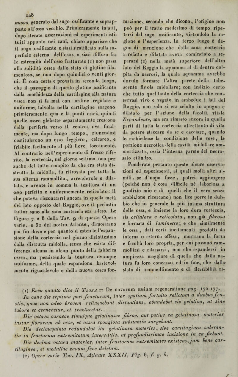 nuovo generalo dal sugo ossificante e soprap¬ posto all’osso vecchio. Primieramente infatti, dopo iterale osservazioni ed esperimenti isti¬ tuiti appunto nei cani, chiaro apparisce che il sugo ossificante o siasi stratificato sulla su¬ perficie esterna dell’osso, o siasi diffuso fra le estremità dell’osso fratturato (r) non passa alla solidità ossea dallo stalo di glutine fila¬ mentoso, se non dopo quindici o venti gior¬ ni. È cosa certa e provata in secondo luogo, che il passaggio di questo glutine ossificante dalla morbidezza della cartilagine alla natura ossea non si fa mai con ordine regolare e uniforme; talvolta nella cartilagine sorgono primieramente qua e là punti ossei; quindi quelle ossee glebelle separatamente crescono dalla periferia verso il centro; ove final¬ mente, ma dopo lungo tempo, riunendosi costituiscono un osso leggiero, calcareo, e friabile facilmente al più lieve toccamento. Al contrario nell’esperimento di fresco rife¬ rito. la corteccia, nel giorno settimo non per anche del lutto compito da che era stata di¬ strutta la midolla, fu ritrovata per tutta la sua altezza rammollita, arrendevole e dila¬ tala, e avente in somma la tessitura di un osso perfetto e uniformemente reticolalo: il che poteva riscontrarsi ancora in quella metà del lato opposto del Raggio, ove il periostio tutlor sano alla sana corteccia era adeso. Le Figure 7 e 8 della Tav. g di queste Opere varie, e 32 del nostro Aliante, dimostrano poi fin dove e per quanto si estende l’espan¬ sione della corteccia nel giorno diciottesimo dalla distrutta midolla, senza che esista dif¬ ferenza alcuna in alcun punto della fabbrica ossea, ma persistendo la tessitura ovunque uniforme; della quale espansione baslevol- menle riguardevole e della nuova ossea for¬ mazione, secondo che dicono, l’origine non può per il tratto medesimo di tempo ripe¬ tersi dal sugo ossificante, vietandolo la ra¬ gione e l’esperienza. In terzo luogo è de¬ gno di menzione che dalla sana corteccia rarefatta e dilatata aveva cominciato a se¬ pararsi (2) nella metà supcriore dell’altro lato del Raggio la squamala al di dentro col¬ pita da necrosi, la quale squamma avrebbe dovuto formare l’altra parete della tabe- scente fistola midollare; con indizio certo che tutto quel tanto della corteccia che con¬ servasi vivo e vegeto in ambedue i lati del Raggio, non solo si era sciolto in spugna e dilatato per 1’ azione della facoltà vitale Espandente, ma era rimasto ancora in quelle parli di tutta la corteccia altrettanto di vita da potere staccare da se e cacciare, quando lo richiedesse la condizione delle cose, la porzione necrotica della cavità midollare am¬ mortizzala, ossia l’interna parete del necro- saio cilindro. Ponderate pertanto queste sicure osserva¬ zioni ed esperimenti, ai quali molti altri si¬ mili , se d’uopo fosse, potrei aggiungere (poiché non è cosa difficile nè laboriosa a giudizio mio e di quelli che il vero senza ambizione ricercano) non lice porre in dub¬ bio che in generale la più intima struttura delle ossa, e insieme la loro dura corteccia, sia cellulosa e reticolata, non già fibrosa e formata di laminette ; e che similmente le ossa , dati certi incitamenti prodotti da interna o esterna offesa, mostrano la forza e facoltà loro propria, per cui possono ram¬ mollirsi e rilassarsi , non che espandersi in ampiezza maggiore di quella che dalla na¬ tura fu loro concessa; ed in fine, che dallo stato di rammollimento e di flessibilità ri- (1) Ecco quanto dice il Troja — De novoruna ossium regencratione pag. 170-177. In cane die septima posi fracturam, inter spatium fortuito relictum a duobusfu- stis, quae non adeo breveni relinquebant distantiam, abundabal sic gelatina, ut sine labore et cernerelur, et t ruotar et ur. Eie oc tav a carneae siniulque gelalinosae fbrae, aut potius ea gelatinosa materies instar fibrarum ab osse, et ossea spongiosa substantia surgebant. Eie decimaquinta redundabat ita gelatinosa materies, sive cartilaginea substan¬ tia ia fractarum extremitatum interstitiis, ut profundissimae incisione in ea fiebant. Eie decima octava materies, inter frustoru'm extremitates existens,jam bene car¬ tilaginea, et medullae cavum fere deletum. (2) Opere varie Tav. JX, Atlante XXXII, Fig. 6, f g. h.