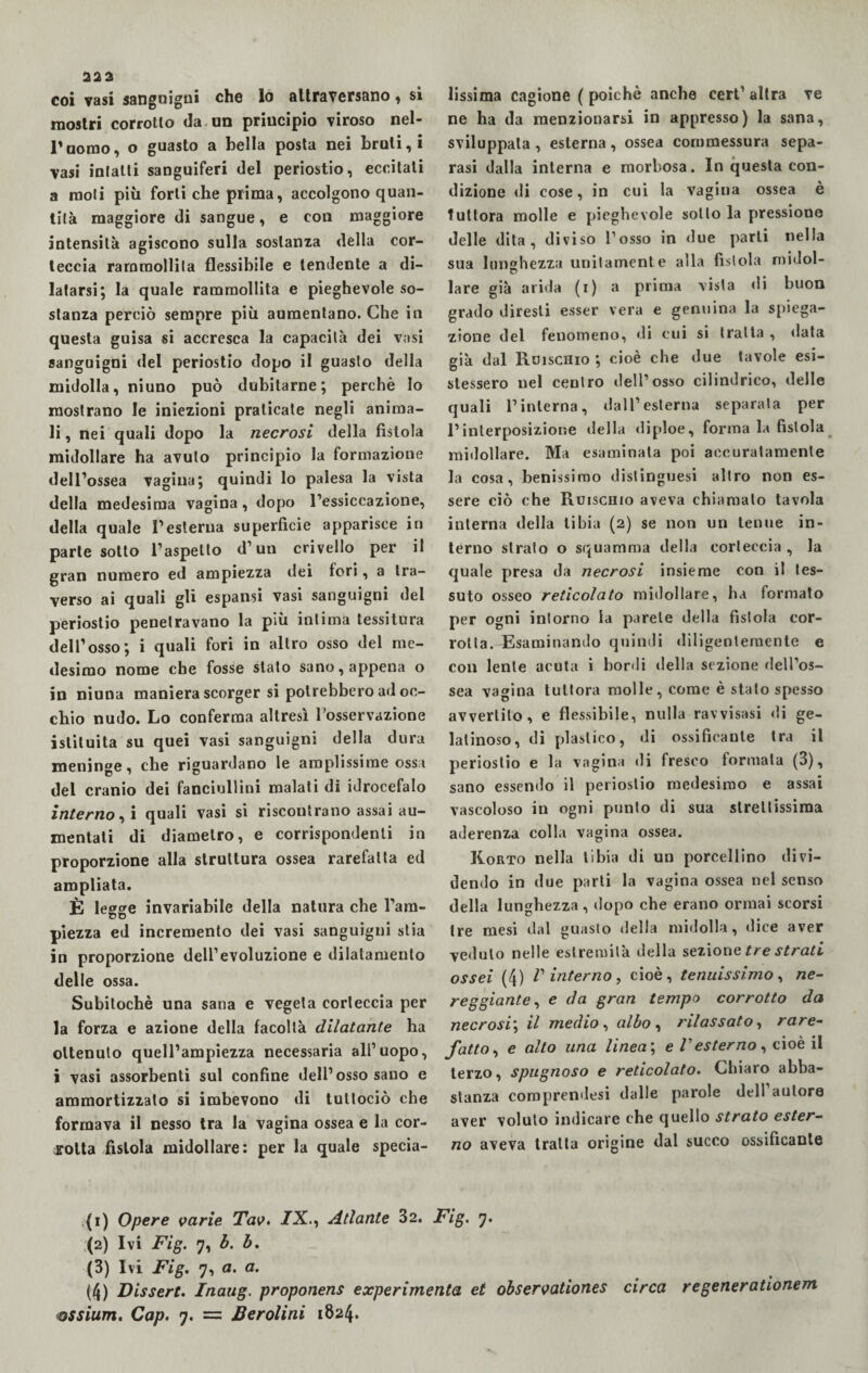 coi vasi sanguigni che lo attraversano, si mostri corrotto da un principio viroso nel¬ l'uomo, o guasto a bella posta nei bruti, i vasi infatti sanguiferi del periostio, eccitati a moli più forti che prima, accolgono quan¬ tità maggiore di sangue, e con maggiore intensità agiscono sulla sostanza della cor¬ teccia rammollita flessibile e tendente a di¬ latarsi; la quale rammollita e pieghevole so¬ stanza perciò sempre più aumentano. Che in questa guisa si accresca la capacità dei vasi sanguigni del periostio dopo il guasto della midolla, niuno può dubitarne; perchè lo mostrano le iniezioni praticate negli anima¬ li , nei quali dopo la necrosi della fistola midollare ha avuto principio la formazione dell’ossea vagina; quindi lo palesa la vista della medesima vagina, dopo l’essiccazione, della quale l’esterna superficie apparisce in parte sotto l’aspetto d’un crivello per il gran numero ed ampiezza dei fori, a tra¬ verso ai quali gli espansi vasi sanguigni del periostio penetravano la più intima tessitura dell’osso; i quali fori in altro osso del me¬ desimo nome che fosse stato sano, appena o in niuna maniera scorger si potrebbero ad oc¬ chio nudo. Lo conferma altresì l’osservazione istituita su quei vasi sanguigni della dura meninge, che riguardano le amplissime ossa del cranio dei fanciullini malati di idrocefalo interno, i quali vasi si riscontrano assai au¬ mentali di diametro, e corrispondenti io proporzione alla struttura ossea rarefatta ed ampliata. È legge invariabile della natura che Tarn- CD piezza ed incremento dei vasi sanguigni stia in proporzione dell’evoluzione e dilatamento delle ossa. Subitochè una sana e vegeta corteccia per la forza e azione della facoltà dilatante ha ottenuto quell’ampiezza necessaria all’uopo, i vasi assorbenti sul confine dell’osso sano e ammortizzalo si imbevono di tutlociò che formava il nesso tra la vagina ossea e la cor¬ rotta fistola midollare: per la quale specia¬ lissima cagione ( poiché anche ceri’ altra ve ne ha da menzionarsi in appresso) la sana, sviluppala , esterna, ossea commessura sepa¬ rasi dalla interna e morbosa. In questa con¬ dizione di cose, in cui la vagina ossea è tuttora molle e pieghevole sotto la pressione delle dita, diviso l’osso in due parli nella sua lunghezza unitamente alla fìstola midol- lare già arida (i) a prima vista «li buon grado diresti esser vera e genuina la spiega¬ zione del fenomeno, di cui si traila , data «dà dal Roischio ; cioè che due tavole esi- stessero nel centro dell’osso cilindrico, delle quali l’interna, dall’esterna separata per l’interposizione «Iella «liploe, forma la fistola midollare. Ma esaminala poi accuratamente la cosa, benissimo distinguesi altro non es¬ sere ciò che Ruiscnio aveva chiamato tavola interna della tibia (2) se non un tenue in¬ terno strato o squamma della corteccia , la quale presa da necrosi insieme con il tes¬ suto osseo reticolato midollare, ha formato per ogni intorno la parete della fistola cor¬ rotta. Esaminando quindi diligentemente e con lente acuta i bordi «Iella sezione «lell’os- sea vagina tuttora molle, come è stalo spesso avvertito, e flessibile, nulla ravvisasi «li ge¬ latinoso, di plastico, di ossificante tra il periostio e la vagina «li fresco formala (3), sano essendo il periostio medesimo e assai vascoloso in ogni punto di sua strettissima aderenza colla vagina ossea. Korto nella tibia di un porcellino divi¬ dendo in due parti la vagina ossea nel senso della lunghezza, dopo che erano ormai scorsi tre mesi dal guasto della midolla, «lice aver veduto nelle estremità della sezione tre strati ossei (4) V interno, cioè, tenuissimo, ne¬ reggiantee da gran tempo corrotto da necrosi; il medio, albo , rilassato, rare¬ fatto, e alto una linea ; e V esterno , cioè il terzo, spugnoso e reticolalo. Chiaro abba¬ stanza eoroprendesi dalle parole deU’aulore aver voluto indicare che quello strato ester¬ no aveva tratta origine dal succo ossificante ;{i) Opere varie Tav. IX., Atlante 32. Fig. 7. (2) Ivi Fig. 7, b. b. (3) Ivi Fig. 7, a. a. (4) Dissere. Inaug. proponens experimenta et observation.es circa regenerationem ossium. Gap. 7. = Berolini 1824.