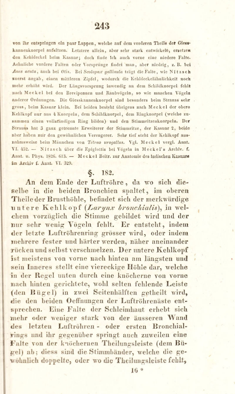 von ihr entspringen ein paar Lappen, welche auf dem vorderen Tlieile der Gles*> kannenknorpel aufsitzen. Letztere allein, aber sehr stark entwickelt, ersetzen den Kehldeckel heim Kasuar; doch linde Ich auch vorne eine niedere Falte. Aehnliche vordere Falten oder Vorsprünge findet man, aber niedrig, z. B. bei Anas acuta, auch bei Otis. Bei Scolopax gallinula trägt die Falte, wie Nitzsch zuerst angab, einen mittleren Zipfel, wodurch die Kehldeckelähnlichkeit noch mehr erhöht wird. Der Längsvorsprung inwendig an dem Schildknorpel fehlt nach Meckel bei den Brevipennen und Raubvögeln, so wie manchen Vögeln anderer Ordnungen. Die Giesskannenknorpel sind besonders beim Strauss sehr gross, beim Kasuar klein. Bei beiden besteht übrigens nach Meckel der obere Kehlkopf nur aus 4 Knorpeln, dem Schildknorpel, dem Püngknorpel (welche zu¬ sammen einen vollständigen Ring bilden) und den Stimmritzenknorpeln. Der Strauss hat 3 ganz getrennte Erweiterer der Stimmritze, der Kasuar 2, beide aber haben nur den gewöhnlichen Verengerer. Sehr tief 6teht der Kehlkopf aus¬ nahmsweise beim Männchen von Tetrao urogallus. Vgl. Meckel vergl. Anat. VI. 452. — Nitzsch über die Epiglottis bei Vögeln in Meckel’s Archiv. f. Anat. u. Phys. 1826. 613. — Meckel Beitr. zur Anatomie des Indischen Kasuare im Archiv f. Anat. VI. 329. §. 182. An dem Ende der Luftröhre, da wo sich die¬ selbe in die beiden Bronchien spaltet, im oberen Tlieile der Brusthöhle, befindet sich der merkwürdige untere Kehlkopf (Tjurynx bronchialis), in wel¬ chem vorzüglich die Stimme gebildet wird und der nur sehr wenig Yögcln fehlt. Er entsteht, indem der letzte Luftrührenring grösser wird, oder indem mehrere fester und härter werden, näher aneinander rücken und selbst verschmelzen. Der untere Kehlkopf ist meistens von vorne nach hinten am längsten und sein Inneres stellt eine viereckige Höhle dar, welche in der Hegel unten durch eine knöcherne von vorne nach hinten gerichtete, wohl selten fehlende Leiste (den Bügel) in zwei Seitenhälften gctheilt wird, die (len beiden Oeffnungen der Luftröhrenäste ent¬ sprechen. Eine Falte der Schleimhaut erhebt sich mehr oder weniger stark von der äusseren Wand des letzten Luftröhren - oder ersten Bronchial¬ rings und ihr gegenüber springt auch zuweilen eine Falte von der knöchernen Theilungsleiste (dem Bü¬ gel) ab; diess sind die Stimmbänder, welche die ge¬ wöhnlich doppelte, oder wo die Theilungsleiste fehlt.