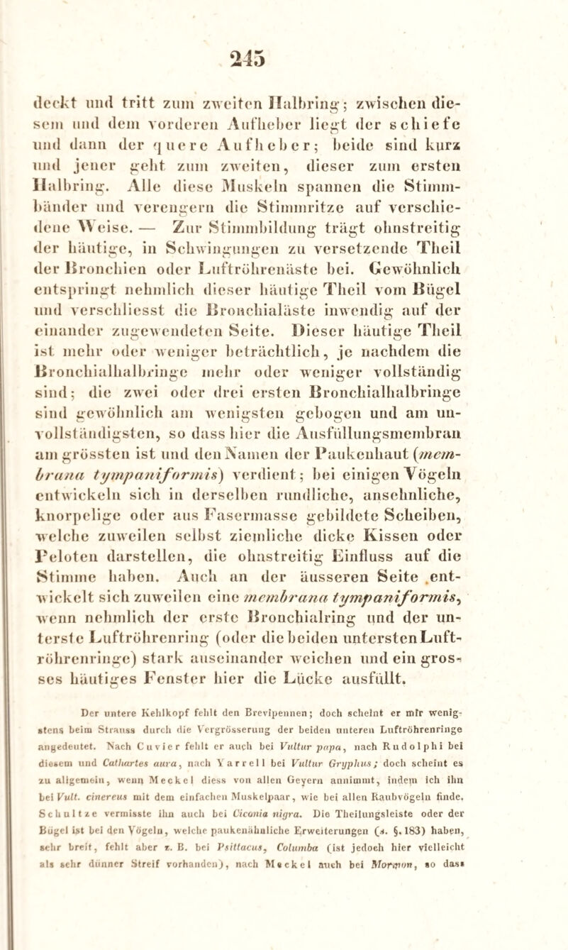 deckt und tritt zum zweiten Halbring; zwischen die¬ sem mul dem vorderen Aufheber liegt der schiefe und dann der quere Aufheber; beide sind kurz und jener geht zum zweiten, dieser zum ersten Halbring. Alle diese Muskeln spannen die Stimm¬ bänder und verengern die Stimmritze auf verschie¬ dene A\ eise. — Zur Stimmbildung trägt ohnstreitig der häutige, in Schwingungen zu versetzende Tlieii der Bronchien oder Luftröhrenäste bei. Gewöhnlich entspringt nehmlich dieser häutige Tlieii vom Bügel und verschliesst die Broucbialäste inwendig auf der einander zugewendeten Seite. Dieser häutige Tlieii ist mehr oder weniger beträchtlich, je nachdem die Bronchialhalbringe mehr oder weniger vollständig sind; die zwei oder drei ersten Bronchialhalbringe sind gewöhnlich am wenigsten gebogen und am un¬ vollständigsten, so dass hier die Ausfüllungsmembran am grössten ist und den Namen der Paukenhaut (man- brana tympaniformis) verdient; bei einigen Vögeln entwickeln sich in derselben rundliche, ansehnliche, knorpelige oder aus Fasermasse gebildete Scheiben, welche zuweilen selbst ziemliche dicke Kissen oder peloten darstellen, die ohnstreitig Einfluss auf die Stimme haben. Auch an der äusseren Seite .ent¬ wickelt sich zuweilen eine membrana tympaniformis, wenn nehmlich der erste Bronchialring und der un¬ terste Luftröhrenring (oder die beiden untersten Luft¬ röhrenringe) stark auseinander weichen und ein gros-i ses häutiges Fenster hier die Lücke ausfüllt. Der untere Kehlkopf fehlt den Brevipennen; doch scheint er mir wenig* stens beim Strauss durch die Vergrösserung der beiden unteren Luftröhrenringe angedeutet. Nach Cuvier fehlt er auch bei Vultur papa, nach Rudolphi bei diesem und Catliartes aura, nach Yarrell bei Vultur Gryplius; doch scheint es zu allgemein, wenn Meckel diess von allen Geyern anniuimt, indem ich ihn bei Vult. cinereus mit dem einfachen Muskelpaar, wie bei allen Raubvögeln finde. Schultze vermisste ihn auch bei Ciconia nigra. Die Theilungsleiste oder der Bugei ist bei den Vögeln, welche paukenähnliche Erweiterungen (s. §.183) haben, sehr breit, fehlt aber e. B. bei Psitlacus, Columba (ist jedoch hier vielleicht als sehr dünner Streif vorhanden), nach Meckel auch bei Marion, so das*