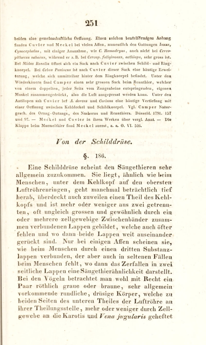 beiden eine gemeinschaftliche Oeffuung. Einen solchen beutclfffrmlgeti Anhang fanden Cuvler und Meckel bei vielen Affen, namentlich den Gattungen Inuus, Cynocephalus, mit einiger Ausnahme, wie C. Hamadryas, auch nicht bei Cerco- pitliecus sabaeus. während er z. B. bei Cercop. fuliginosus, aetliiops, sehr gross ist. Bei Midas Rosalia Öffnet sich ein Sack nach Cuvier zwischen Schild - und Ring¬ knorpel. Bei Cebas Paniscus ist nach Cuvier dieser Sack eine häutige Erwei¬ terung, welche sich unmittelbar hinter dem Ringknorpel befindet. Unter den Wiederkäuern fand Camper einen sehr grossen Sack beim Rennthier, welcher von einem doppelten, jeder Seits vom Zungenbeine entspringenden, eigenen Muskel zusammengedrückt, also die Luft ausgepresst werden kann. Unter den Antilopen sah Cuvier bei A. dorcas und Corinna eine häutige Vertiefung mit; einer Oeffnung zwischen Kehldeckel und Schildknorpel. Vgl. Camper Natur- gesch. des Orang - Outangs, des Nashorns und Rennthiers. Düsseid. 1791. 157 und 97. — Meckel und Cuvier in ihren Werken über vergl. Anat. — Die Klappe beim Murmelthier faud Meckel zuerst, a. a. 0. VI. 526. / o/i der Schilddrüse. §. 186. Eine Schilddrüse scheint den Säugethieren sehr allgemein zuznkommen. Sic liegt, ähnlich wie beim Menschen, unter dem Kehlkopf auf den obersten Luftröhrenringen, geht manchmal beträchtlich tief herab, überdeckt auch zuweilen einen Theil des Kehl¬ kopfs und ist mehr oder weniger aus zwei getrenn¬ ten, oft ungleich grossen und gewöhnlich durch ein oder mehrere zellgewebige Zwischenbänder zusam¬ men verbundenen Lappen gebildet, welche auch öfter fehlen und avo dann beide Lappen Aveit auseinander gerückt sind. Nur bei einigen Affen scheinen sie, wie beim Menschen durch einen dritten Substanz¬ lappen verbunden, der aber auch in seltenen Fällen beim Menschen fehlt, avo dann das Zerfallen in zwei seitliche Lappen eine Säugethierähnlichkeit darstcllt. 15ei den Vögeln betrachtet man wohl mit Recht ein Paar röthlich graue oder braune, sehr allgemein vorkommende rundliche, drüsige Körper, Avelche zu beiden Seiten des unteren Theiles der Luftröhre an ihrer Theilungsstelle, mehr oder weniger durch Zell- gcAvcbe an die Kurotis und Vena ji/gularis geheftet