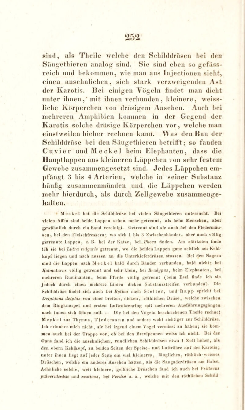 0^0 j* sind, als Tlicilc welclie den Schilddrüsen bei den Säugethieren analog sind. Sie sind eben so gefi’tss- reicli und bekommen, wie man aus Injectionen sieht, einen ansehnlichen, sich stark verzweigenden Ast der Karotis. 11 ei einigen Vögeln bildet man dicht unter ihnen,' mit ihnen verbunden, kleinere, weiss- liclic Körperchen von drüsigem Ansehen. Auch bei mehreren Amphibien kommen in der Gegend der K arotis solche drüsige Körperchen vor, welche man einstweilen liieher rechnen kann. as den Hau der Schilddrüse bei den Säugethieren betrifft; so fanden C u v i e r und M e c k e 1 beim Elephanten, dass die Ilauptlappen aus kleineren Läppchen von sehr festem Gewebe zusammengesetzt sind. Jedes Läppchen em¬ pfängt 3 bis 4 Arterien, welche in seiner Substanz liäuhg zusammenmünden und die Läppchen werden mehr hierdurch, als durch Zellgewebe zusammenge¬ halten. Meckel hat die Schilddrüse bei vielen Säugethieren untersneht. Bei vielen Affen sind beide Lappen schon mehr getrennt, als beim Menschen, aber gewöhnlich durch ein Band vereinigt. Getrennt sind sie auch bei den Fledermäu¬ sen > hei den Fleischfressern; wo sich 1 bis 3 Zwischenbänder, aber auch völlig getrennte Lappen, z. B. bei der Katze, bei Phoca finden. Am stärksten finde Ich sie bei Lutra vulgaris getrennt, wo die beiden Lappen ganz seitlich am Kehl¬ kopf liegen und nach aussen an die Unterkieferdrüsen stossen. Bei den Nagern sind die Lappen nach Meckel bald durch Bänder verbunden, bald nicht; bei Jlalmaturus völlig getrennt und sehr klein, bei Bradypus, beim Elephanten, bei mehreren Ruminanten, beim Pferde völlig getrennt (beim Esel finde ich sie Jedoch durch einen mehrere Linien dicken Substanzstreifen verbunden). Die Schilddrüse findet sich auch bei Rijtina nach Steller, und Rapp spricht bei Delphinus di’lphis von einer breiten, dicken, röthlichen Drüse, welche zwischen dem Ringknorpel und ersten Luftröhrenring mit mehreren Ausführungsgängen nach innen sich öffnen soll. — Die bei den Vögeln beschriebenen Theile rechnet Meckel zur Thymus, Tiedemann und andere wohl richtiger zur Schilddrüse. Ich erinnere mich nicht, sie bei irgend einem Vogel vermisst zu haben; sie kom¬ men auch bei der Trappe vor, ob bei den Brevipennen weiss ich nicht. Bei der Gans fand ich die ansehnlichen, rundlichen Schilddrüsen etwa 1 Zoll höher, als den obern Kehlkopf, zu beiden Seiten der Speise - und Luftröhre auf der Karotis; unter ihnen liegt auf jeder Seite ein viel kleineres, längliches, röthlich-weisses Dröschen, welche ein anderes Ansehen haften, als die Saugaderdrüsen am Halse, Aehnliehe solche, weit kleinere, gelbliche Dräschen fand ich auch bei Psittticus pulverulmtus und aestivus, bei Perdix u, a., welche mit den röthlichen Schild