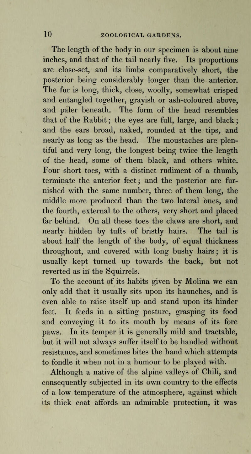 The length of the body in our specimen is about nine inches, and that of the tail nearly five. Its proportions are close-set, and its limbs comparatively short, the posterior being considerably longer than the anterior. The fur is long, thick, close, woolly, somewhat crisped and entangled together, grayish or ash-coloured above, and paler beneath. The form of the head resembles that of the Rabbit; the eyes are full, large, and black; and the ears broad, naked, rounded at the tips, and nearly as long as the head. The moustaches are plen¬ tiful and very long, the longest being twice the- length of the head, some of them black, and others white. Four short toes, with a distinct rudiment of a thumb, terminate the anterior feet; and the posterior are fur¬ nished with the same number, three of them long, the middle more produced than the two lateral ones, and the fourth, external to the others, very short and placed far behind. On all these toes the claws are short, and nearly hidden by tufts of bristly hairs. The tail is about half the length of the body, of equal thickness throughout, and covered with long bushy hairs; it is usually kept turned up towards the back, but not reverted as in the Squirrels. To the account of its habits given by Molina we can only add that it usually sits upon its haunches, and is even able to raise itself up and stand upon its hinder feet. It feeds in a sitting posture, grasping its food and conveying it to its mouth by means of its fore paws. In its temper it is generally mild and tractable, but it will not always suffer itself to be handled without resistance, and sometimes bites the hand which attempts to fondle it when not in a humour to be played with. Although a native of the alpine valleys of Chili, and consequently subjected in its own country to the effects of a low temperature of the atmosphere, against which its thick coat affords an admirable protection, it was