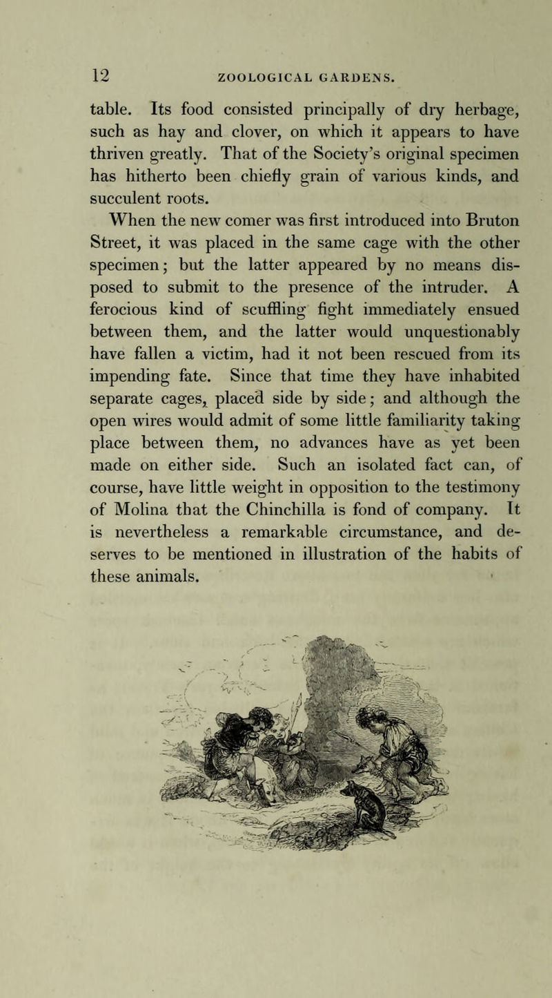 table. Its food consisted principally of dry herbage, such as hay and clover, on which it appears to have thriven greatly. That of the Society’s original specimen has hitherto been chiefly grain of various kinds, and succulent roots. When the new comer was first introduced into Bruton Street, it was placed in the same cage with the other specimen; but the latter appeared by no means dis¬ posed to submit to the presence of the intruder. A ferocious kind of scuffling fight immediately ensued between them, and the latter would unquestionably have fallen a victim, had it not been rescued from its impending fate. Since that time they have inhabited separate cages, placed side by side; and although the open wires would admit of some little familiarity taking place between them, no advances have as yet been made on either side. Such an isolated fact can, of course, have little weight in opposition to the testimony of Molina that the Chinchilla is fond of company. It is nevertheless a remarkable circumstance, and de¬ serves to be mentioned in illustration of the habits of these animals.