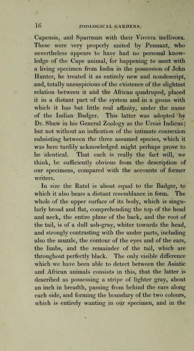 Capensis, and Sparrman with their Viverra mellivora. These were very properly united by Pennant, who nevertheless appears to have had no personal know¬ ledge of the Cape animal, for happening to meet with a living specimen from India in the possession of John Hunter, he treated it as entirely new and nondescript, and, totally unsuspicious of the existence of the slightest relation between it and the African quadruped, placed it in a distant part of the system and in a genus with which it has but little real affinity, under the name of the Indian Badger. This latter was adopted by Dr. Shaw in his General Zoology as the Ursus Indicus; but not without an indication of the intimate connexion subsisting between the three assumed species, which it was here tardily acknowledged might perhaps prove to be identical. That such is really the fact will, we think, be sufficiently obvious from the description of our specimens, compared with the accounts of former writers. In size the Ratel is about equal to the Badger, to which it also bears a distant resemblance in form. The whole of the upper surface of its body, which is singu¬ larly broad and flat, comprehending the top of the head and neck, the entire plane of the back, and the root of the tail, is of a dull ash-gray, whiter towards the head, and strongly contrasting with the under parts, including also the muzzle, the contour of the eyes and of the ears, the limbs, and the remainder of the tail, which are throughout perfectly black. The only visible difference which we have been able to detect between the Asiatic and African animals consists in this, that the latter is described as possessing a stripe of lighter gray, about an inch in breadth, passing from behind the ears along each side, and forming the boundary of the two colours, which is entirely wanting in our specimen, and in the