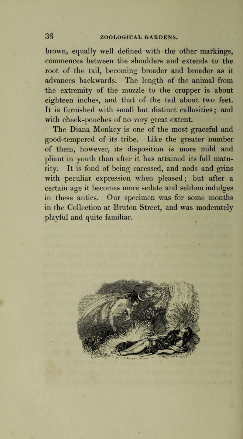 brown, equally well defined with the other markings, commences between the shoulders and extends to the root of the tail, becoming broader and broader as it advances backwards. The length of the animal from the extremity of the muzzle to the crupper is about eighteen inches, and that of the tail about two feet. It is furnished with small but distinct callosities; and with cheek-pouches of no very great extent. The Diana Monkey is one of the most graceful and good-tempered of its tribe. Like the greater number of them, however, its disposition is more mild and pliant in youth than after it has attained its full matu¬ rity. It is fond of being caressed, and nods and grins with peculiar expression when pleased; but after a certain age it becomes more sedate and seldom indulges in these antics. Our specimen was for some months in the Collection at Bruton Street, and was moderately playful and quite familiar.