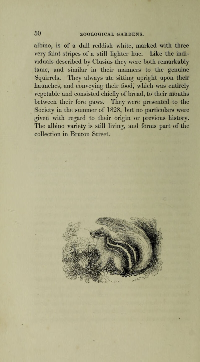 albino, is of a dull reddish white, marked with three very faint stripes of a still lighter hue. Like the indi¬ viduals described by Clusius they were both remarkably tame, and similar in their manners to the genuine Squirrels. They always ate sitting upright upon their haunches, and conveying their food, which was entirely vegetable and consisted chiefly of bread, to their mouths between their fore paws. They were presented, to the Society in the summer of 1828, but no particulars were given with regard to their origin or previous history. The albino variety is still living, and forms part of the collection in Bruton Street.