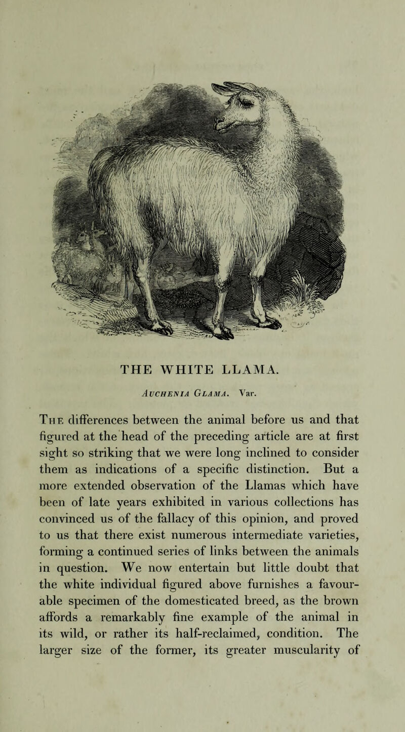 THE WHITE LLAMA. Auchenia Glama. Var. The differences between the animal before us and that figured at the head of the preceding article are at first sight so striking that we were long inclined to consider them as indications of a specific distinction. But a more extended observation of the Llamas which have been of late years exhibited in various collections has convinced us of the fallacy of this opinion, and proved to us that there exist numerous intermediate varieties, forming a continued series of links between the animals in question. We now entertain but little doubt that the white individual figured above furnishes a favour¬ able specimen of the domesticated breed, as the brown affords a remarkably fine example of the animal in its wild, or rather its half-reclaimed, condition. The larger size of the former, its greater muscularity of