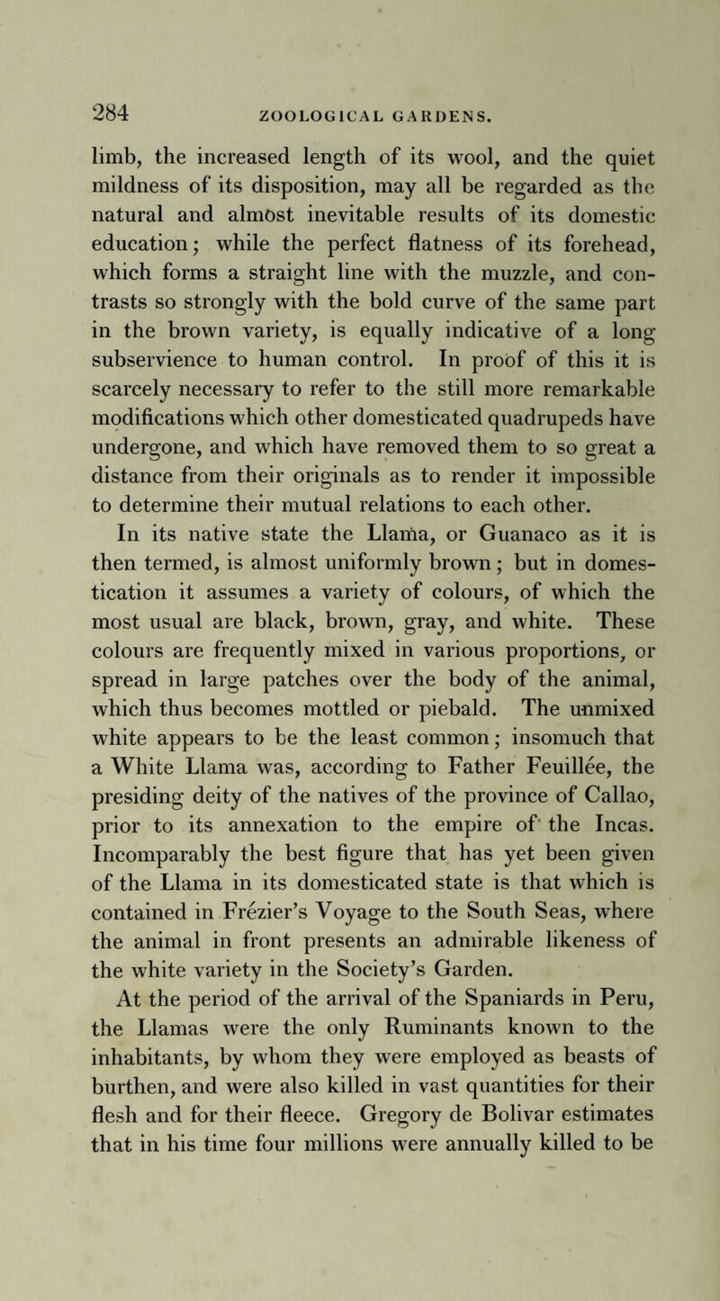 limb, the increased length of its wool, and the quiet mildness of its disposition, may all be regarded as the natural and almost inevitable results of its domestic education; while the perfect flatness of its forehead, which forms a straight line with the muzzle, and con¬ trasts so strongly with the bold curve of the same part in the brown variety, is equally indicative of a long subservience to human control. In proof of this it is scarcely necessary to refer to the still more remarkable modifications which other domesticated quadrupeds have undergone, and which have removed them to so great a distance from their originals as to render it impossible to determine their mutual relations to each other. In its native state the Llama, or Guanaco as it is then termed, is almost uniformly brown; but in domes¬ tication it assumes a variety of colours, of which the most usual are black, brown, gray, and white. These colours are frequently mixed in various proportions, or spread in large patches over the body of the animal, which thus becomes mottled or piebald. The unmixed white appears to be the least common; insomuch that a White Llama was, according to Father Feuillee, the presiding deity of the natives of the province of Callao, prior to its annexation to the empire of the Incas. Incomparably the best figure that has yet been given of the Llama in its domesticated state is that which is contained in Frezier’s Voyage to the South Seas, where the animal in front presents an admirable likeness of the white variety in the Society’s Garden. At the period of the arrival of the Spaniards in Peru, the Llamas were the only Ruminants known to the inhabitants, by whom they were employed as beasts of burthen, and were also killed in vast quantities for their flesh and for their fleece. Gregory de Bolivar estimates that in his time four millions were annually killed to be