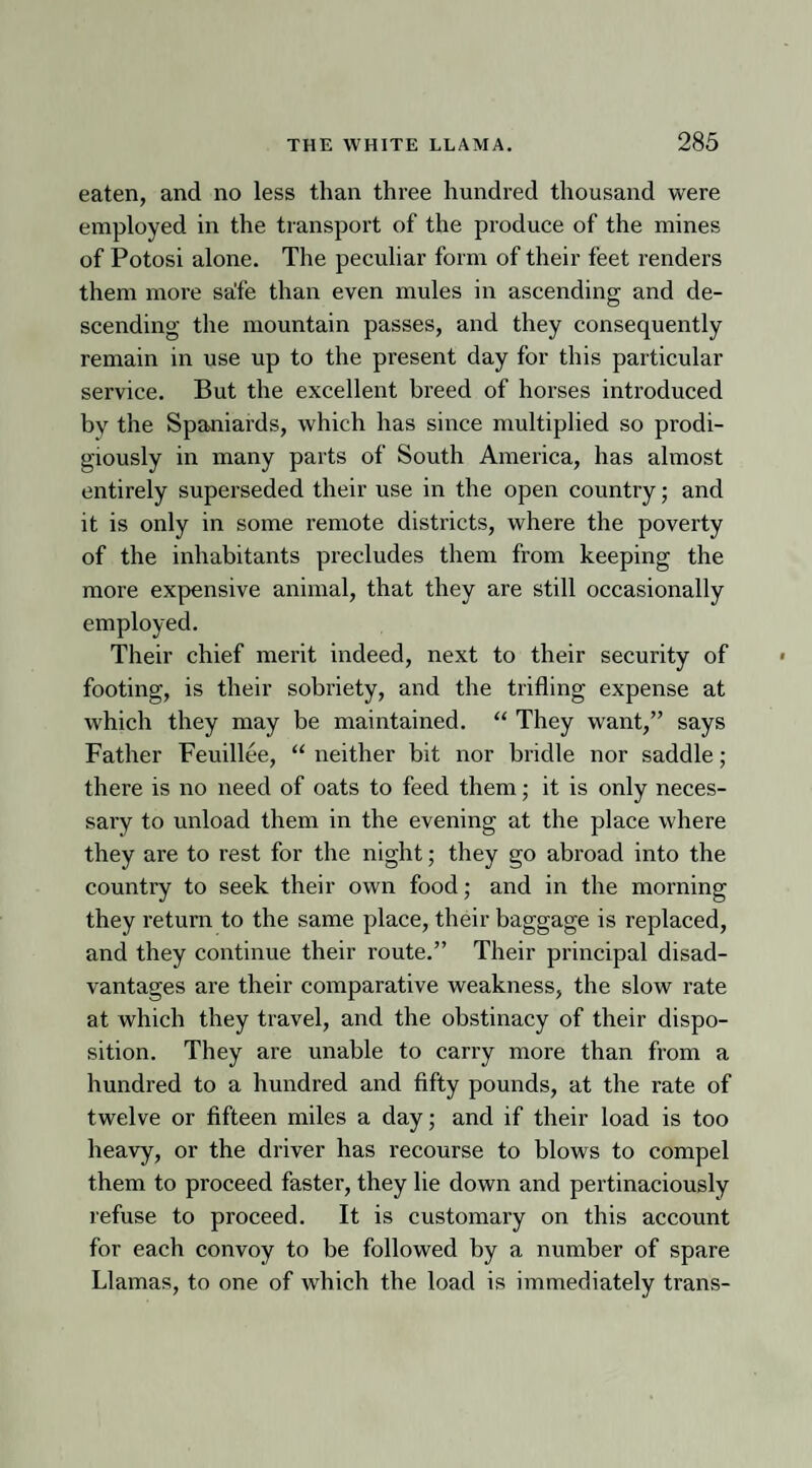 eaten, and no less than three hundred thousand were employed in the transport of the produce of the mines of Potosi alone. The peculiar form of their feet renders them more safe than even mules in ascending and de¬ scending the mountain passes, and they consequently remain in use up to the present day for this particular service. But the excellent breed of horses introduced by the Spaniards, which has since multiplied so prodi¬ giously in many parts of South America, has almost entirely superseded their use in the open country; and it is only in some remote districts, where the poverty of the inhabitants precludes them from keeping the more expensive animal, that they are still occasionally employed. Their chief merit indeed, next to their security of footing, is their sobriety, and the trifling expense at which they may be maintained. “ They want,” says Father Feuillee, “ neither bit nor bridle nor saddle; there is no need of oats to feed them; it is only neces¬ sary to unload them in the evening at the place where they are to rest for the night; they go abroad into the country to seek their own food; and in the morning they return to the same place, their baggage is replaced, and they continue their route.” Their principal disad¬ vantages are their comparative weakness, the slow rate at which they travel, and the obstinacy of their dispo¬ sition. They are unable to carry more than from a hundred to a hundred and fifty pounds, at the rate of twelve or fifteen miles a day; and if their load is too heavy, or the driver has recourse to blows to compel them to proceed faster, they lie down and pertinaciously refuse to proceed. It is customary on this account for each convoy to be followed by a number of spare Llamas, to one of which the load is immediately trans-
