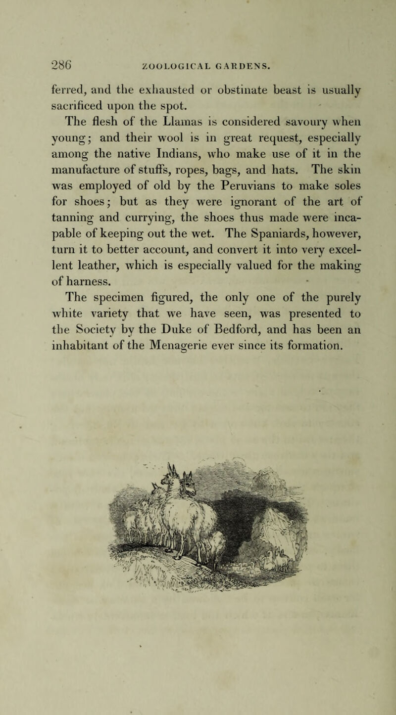 ferred, and the exhausted or obstinate beast is usually sacrificed upon the spot. The flesh of the Llamas is considered savoury when young; and their wool is in great request, especially among the native Indians, wTho make use of it in the manufacture of stuffs, ropes, bags, and hats. The skin was employed of old by the Peruvians to make soles for shoes; but as they were ignorant of the art of tanning and currying, the shoes thus made were inca¬ pable of keeping out the wet. The Spaniards, however, turn it to better account, and convert it into very excel¬ lent leather, which is especially valued for the making of harness. The specimen figured, the only one of the purely white variety that we have seen, was presented to the Society by the Duke of Bedford, and has been an inhabitant of the Menagerie ever since its formation.