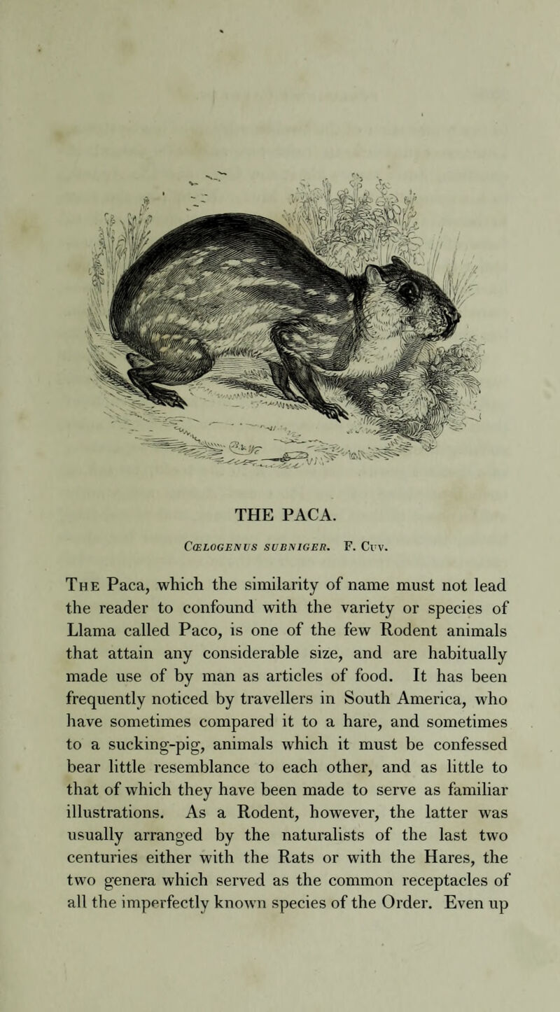 THE PACA. ClELOGENVS SUB NIGER. F. Cw. The Paca, which the similarity of name must not lead the reader to confound with the variety or species of Llama called Paco, is one of the few Rodent animals that attain any considerable size, and are habitually made use of by man as articles of food. It has been frequently noticed by travellers in South America, who have sometimes compared it to a hare, and sometimes to a sucking-pig, animals which it must be confessed bear little resemblance to each other, and as little to that of which they have been made to serve as familiar illustrations. As a Rodent, however, the latter was usually arranged by the naturalists of the last two centuries either with the Rats or with the Hares, the two genera which served as the common receptacles of all the imperfectly known species of the Order. Even up