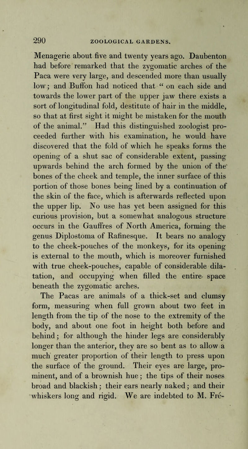 Menagerie about five and twenty years ago. Daubenton had before remarked that the zygomatic arches of the Paca were very large, and descended more than usually low; and Buffon had noticed that “ on each side and towards the lower part of the upper jaw there exists a sort of longitudinal fold, destitute of hair in the middle, so that at first sight it might be mistaken for the mouth of the animal.” Had this distinguished zoologist pro¬ ceeded further with his examination, he would have discovered that the fold of which he speaks forms the opening of a shut sac of considerable extent, passing upwards behind the arch formed by the union of the' bones of the cheek and temple, the inner surface of this portion of those bones being lined by a continuation of the skin of the face, which is afterwards reflected upon the upper lip. No use has yet been assigned for this curious provision, but a somewhat analogous structure occurs in the Gauffres of North America, forming the genus Diplostoma of Rafinesque. It bears no analogy to the cheek-pouches of the monkeys, for its opening is external to the mouth, which is moreover furnished with true cheek-pouches, capable of considerable dila¬ tation, and occupying when filled the entire- space beneath the zygomatic arches. The Pacas are animals of a thick-set and clumsy form, measuring when full grown about two feet in length from the tip of the nose to the extremity of the body, and about one foot in height both before and behind; for although the hinder legs are considerably longer than the anterior, they are so bent as to allow a much greater proportion of their length to press upon the surface of the ground. Their eyes are large, pro¬ minent, and of a brownish hue; the tips of their noses broad and blackish ; their ears nearly naked ; and their whiskers long and rigid. We are indebted to M. Fre-