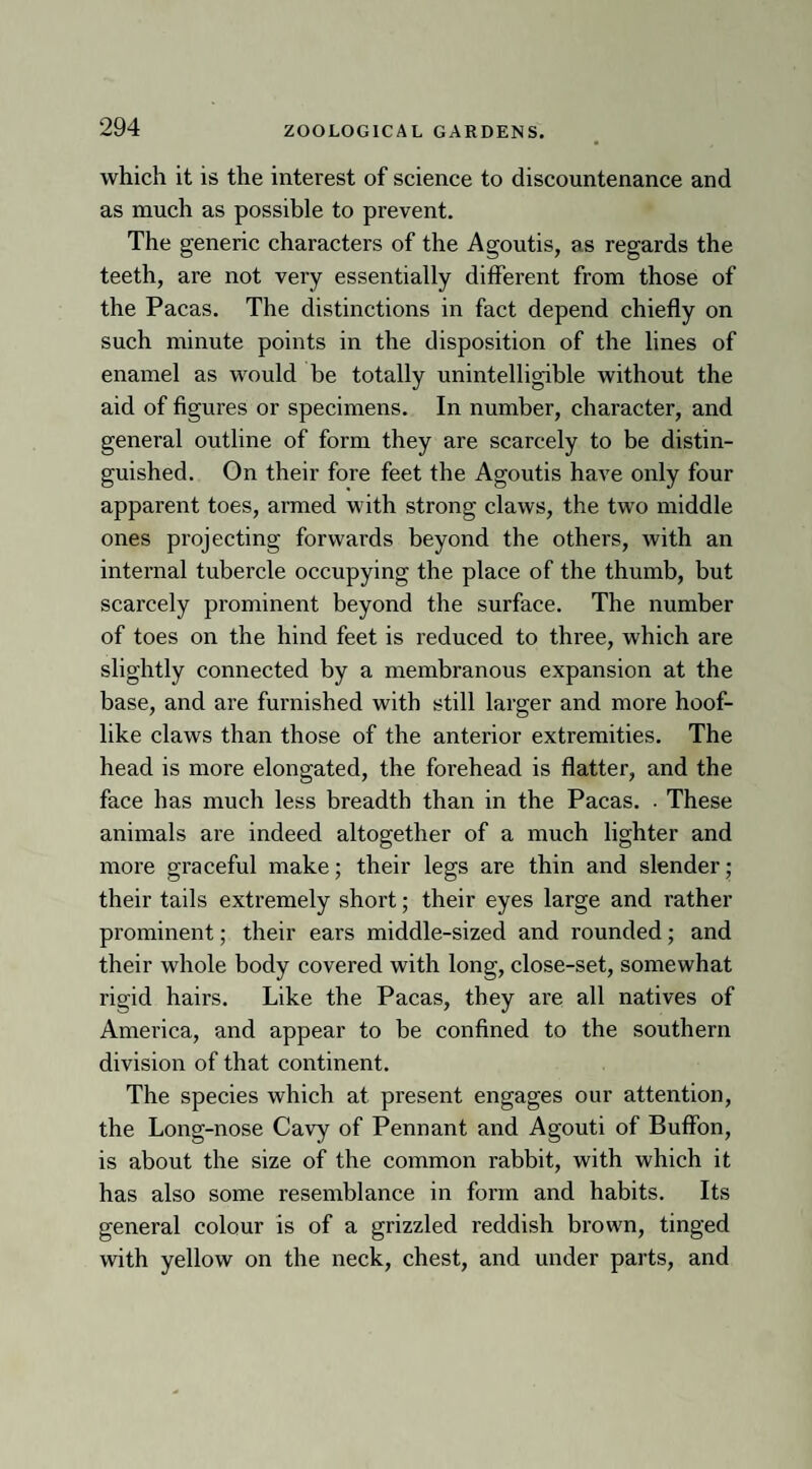 which it is the interest of science to discountenance and as much as possible to prevent. The generic characters of the Agoutis, as regards the teeth, are not very essentially different from those of the Pacas. The distinctions in fact depend chiefly on such minute points in the disposition of the lines of enamel as would be totally unintelligible without the aid of figures or specimens. In number, character, and general outline of form they are scarcely to be distin¬ guished. On their fore feet the Agoutis have only four apparent toes, armed with strong claws, the two middle ones projecting forwards beyond the others, with an internal tubercle occupying the place of the thumb, but scarcely prominent beyond the surface. The number of toes on the hind feet is reduced to three, which are slightly connected by a membranous expansion at the base, and are furnished with still larger and more hoof¬ like claws than those of the anterior extremities. The head is more elongated, the forehead is flatter, and the face has much less breadth than in the Pacas. . These animals are indeed altogether of a much lighter and more graceful make; their legs are thin and slender; their tails extremely short; their eyes large and rather prominent; their ears middle-sized and rounded; and their whole body covered with long, close-set, somewhat rigid hairs. Like the Pacas, they are all natives of America, and appear to be confined to the southern division of that continent. The species which at present engages our attention, the Long-nose Cavy of Pennant and Agouti of Buffon, is about the size of the common rabbit, with which it has also some resemblance in form and habits. Its general colour is of a grizzled reddish brown, tinged with yellow on the neck, chest, and under parts, and