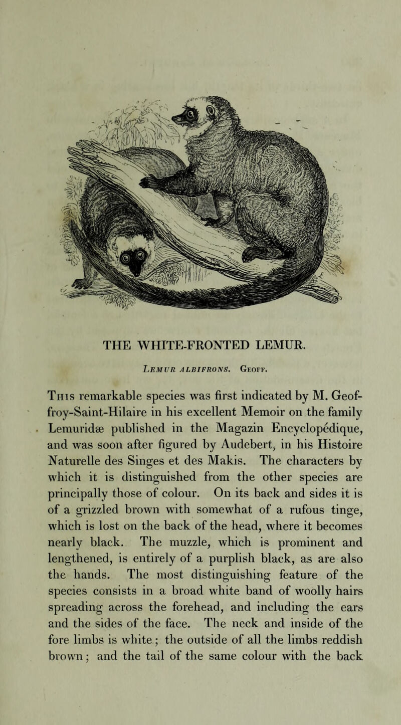 Lemur albifrons. Geoff. This remarkable species was first indicated by M. Geof- froy-Saint-Hilaire in bis excellent Memoir on the family Lemuridae published in the Magazin Encyclopedique, and was soon after figured by Audebert, in his Histoire Naturelle des Singes et des Makis. The characters by which it is distinguished from the other species are principally those of colour. On its back and sides it is of a grizzled brown with somewhat of a rufous tinge, which is lost on the back of the head, where it becomes nearly black. The muzzle, which is prominent and lengthened, is entirely of a purplish black, as are also the hands. The most distinguishing feature of the species consists in a broad white band of woolly hairs spreading across the forehead, and including the ears and the sides of the face. The neck and inside of the fore limbs is white ; the outside of all the limbs reddish brown; and the tail of the same colour with the back