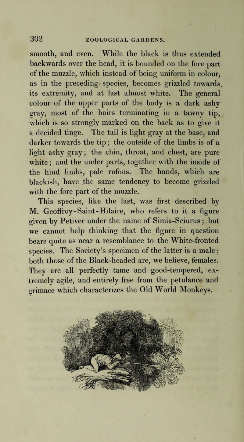 smooth, and even. While the black is thus extended backwards over the head, it is bounded on the fore part of the muzzle, which instead of being uniform in colour, as in the preceding- species, becomes grizzled towards, its extremity, and at last almost white. The general colour of the upper parts of the body is a dark ashy gray, most of the hairs terminating in a tawny tip, which is so strongly marked on the back as to give it a decided tinge. The tail is light gray at the base, and darker towards the tip; the outside of the limbs is of a light ashy gray; the chin, throat, and chest, are pure white; and the under parts, together with the inside of the hind limbs, pale rufous. The hands, which are blackish, have the same tendency to become grizzled with the fore part of the muzzle. This species, like the last, was first described by M. Geoffroy-Saint-Hilaire, who refers to it a figure given by Petiver under the name of Simia-Sciurus; but we cannot help thinking that the figure in question bears quite as near a resemblance to the White-fronted species. The Society’s specimen of the latter is a male; both those of the Black-headed are, we believe, females. They are all perfectly tame and good-tempered, ex¬ tremely agile, and entirely free from the petulance and grimace which characterizes the Old World Monkeys.