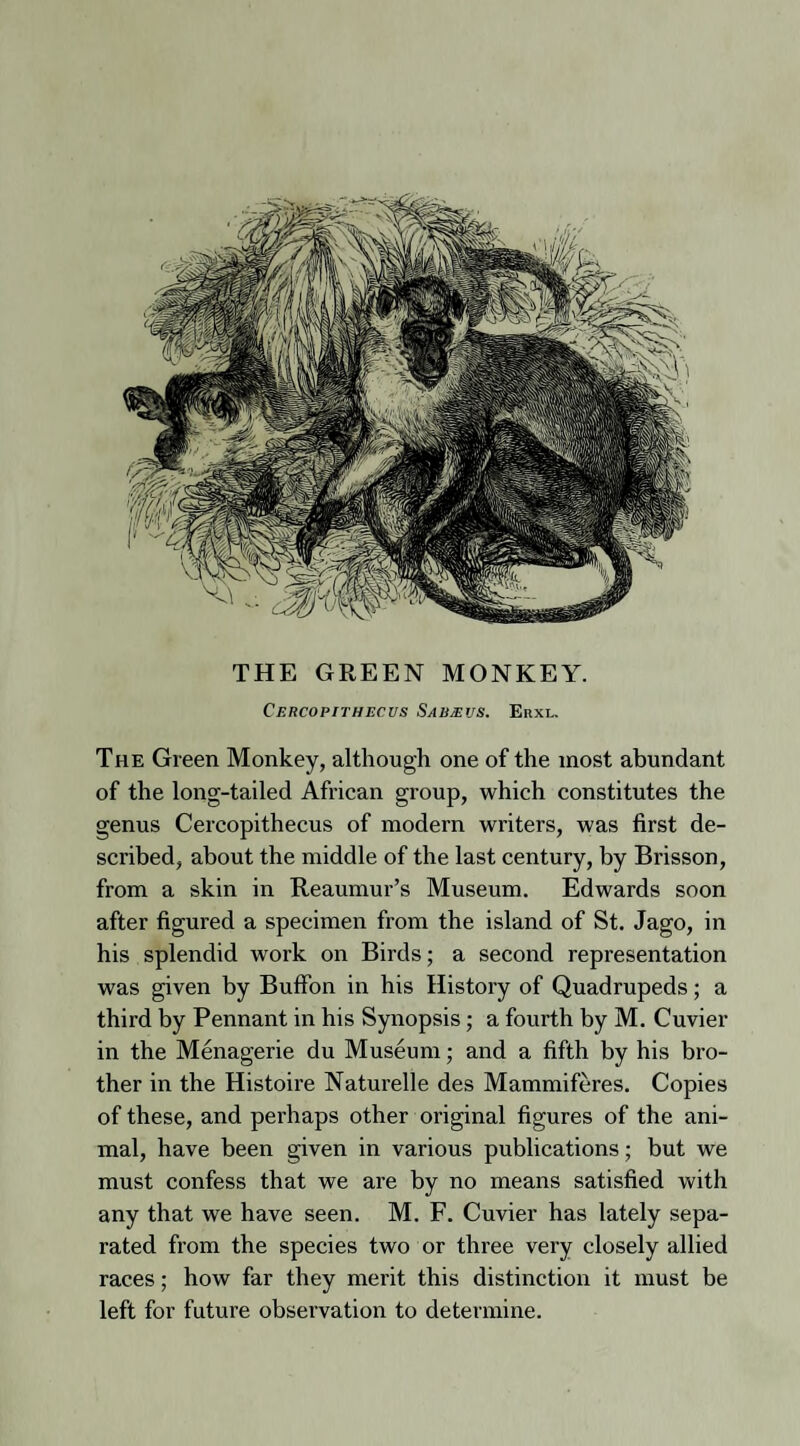 THE GREEN MONKEY. Cercopithecus S/in/r.us. Erxl. The Green Monkey, although one of the most abundant of the long-tailed African group, which constitutes the genus Cercopithecus of modern writers, was first de¬ scribed, about the middle of the last century, by Brisson, from a skin in Reaumur’s Museum. Edwards soon after figured a specimen from the island of St. Jago, in his splendid work on Birds; a second representation was given by Buffon in his History of Quadrupeds; a third by Pennant in his Synopsis; a fourth by M. Cuvier in the Menagerie du Museum; and a fifth by his bro¬ ther in the Histoire Naturelle des Mammiferes. Copies of these, and perhaps other original figures of the ani¬ mal, have been given in various publications; but we must confess that we are by no means satisfied with any that we have seen. M. F. Cuvier has lately sepa¬ rated from the species two or three very closely allied races; how far they merit this distinction it must be left for future observation to determine.