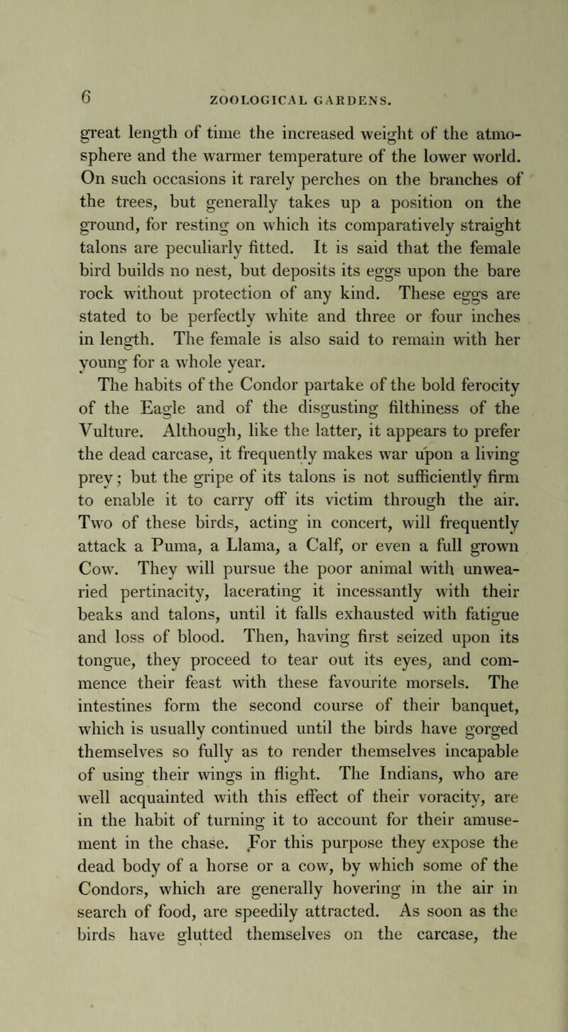 great length of time the increased weight of the atmo¬ sphere and the warmer temperature of the lower world. On such occasions it rarely perches on the branches of the trees, but generally takes up a position on the ground, for resting on which its comparatively straight talons are peculiarly fitted. It is said that the female bird builds no nest, but deposits its eggs upon the bare rock without protection of any kind. These eggs are stated to be perfectly white and three or four inches in length. The female is also said to remain with her young for a whole year. The habits of the Condor partake of the bold ferocity of the Eagle and of the disgusting filthiness of the Vulture. Although, like the latter, it appears to prefer the dead carcase, it frequently makes war upon a living prey; but the gripe of its talons is not sufficiently firm to enable it to carry off its victim through the air. Two of these birds, acting in concert, will frequently attack a Puma, a Llama, a Calf, or even a full grown Cow. They w'ill pursue the poor animal with unwea¬ ried pertinacity, lacerating it incessantly with their beaks and talons, until it falls exhausted with fatigue and loss of blood. Then, having first seized upon its tongue, they proceed to tear out its eyes, and com¬ mence their feast with these favourite morsels. The intestines form the second course of their banquet, which is usually continued until the birds have gorged themselves so fully as to render themselves incapable of using their wings in flight. The Indians, who are well acquainted with this effect of their voracity, are in the habit of turning it to account for their amuse¬ ment in the chase. For this purpose they expose the dead body of a horse or a cow, by which some of the Condors, which are generally hovering in the air in search of food, are speedily attracted. As soon as the birds have glutted themselves on the carcase, the