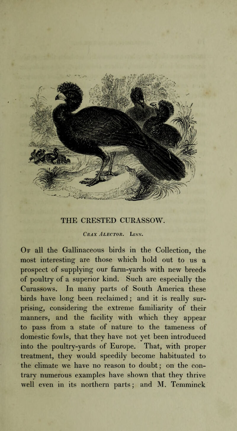 THE CRESTED CURASSOW. Crax Alector. Linn. Of all the Gallinaceous birds in the Collection, the most interesting are those which hold out to us a prospect of supplying our farm-yards with new breeds of poultry of a superior kind. Such are especially the Curassows. In many parts of South America these birds have long been reclaimed; and it is really sur¬ prising, considering the extreme familiarity of their manners, and the facility with which they appear to pass from a state of nature to the tameness of domestic fowls, that they have not yet been introduced into the poultry-yards of Europe. That, wdth proper treatment, they would speedily become habituated to the climate we have no reason to doubt; on the con¬ trary numerous examples have shown that they thrive