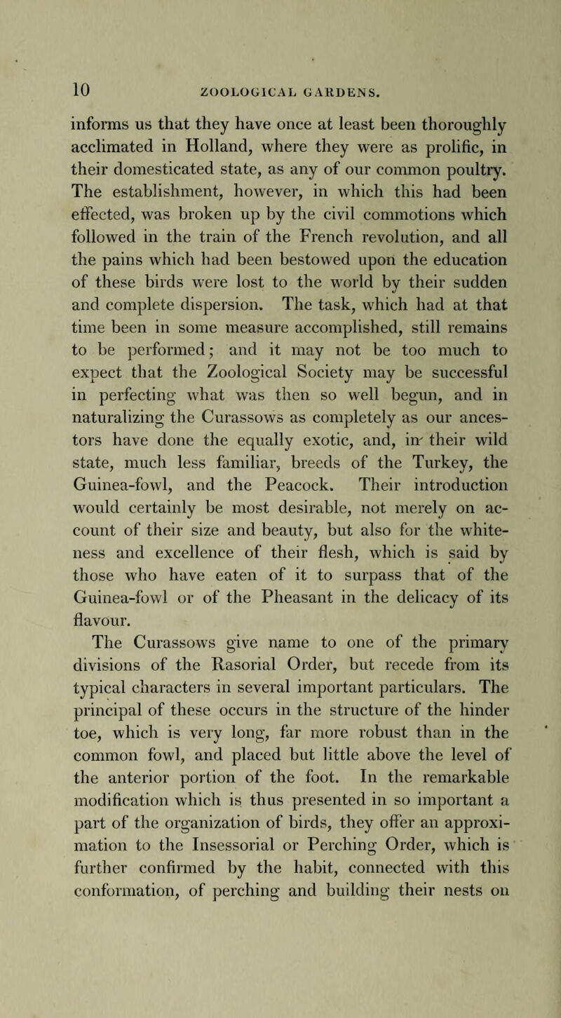 informs us that they have once at least been thoroughly acclimated in Holland, where they were as prolific, in their domesticated state, as any of our common poultry. The establishment, however, in which this had been effected, was broken up by the civil commotions rvhich followed in the train of the French revolution, and all the pains which had been bestowed upon the education of these birds were lost to the world by their sudden and complete dispersion. The task, which had at that time been in some measure accomplished, still remains to be performed; and it may not be too much to expect that the Zoological Society may be successful in perfecting what was then so well begun, and in naturalizing the Curassows as completely as our ances¬ tors have done the equally exotic, and, in' their wild state, much less familiar, breeds of the Turkey, the Guinea-fowl, and the Peacock. Their introduction would certainly be most desirable, not merely on ac¬ count of their size and beauty, but also for the white¬ ness and excellence of their flesh, which is said by those who have eaten of it to surpass that of the Guinea-fowl or of the Pheasant in the delicacy of its flavour. The Curassows give name to one of the primary divisions of the Rasorial Order, but recede from its typical characters in several important particulars. The principal of these occurs in the structure of the hinder toe, which is very long, far more robust than in the common fowl, and placed but little above the level of the anterior portion of the foot. In the remarkable modification which is thus presented in so important a part of the organization of birds, they offer an approxi¬ mation to the Insessorial or Perching Order, which is further confirmed by the habit, connected with this conformation, of perching and building their nests on