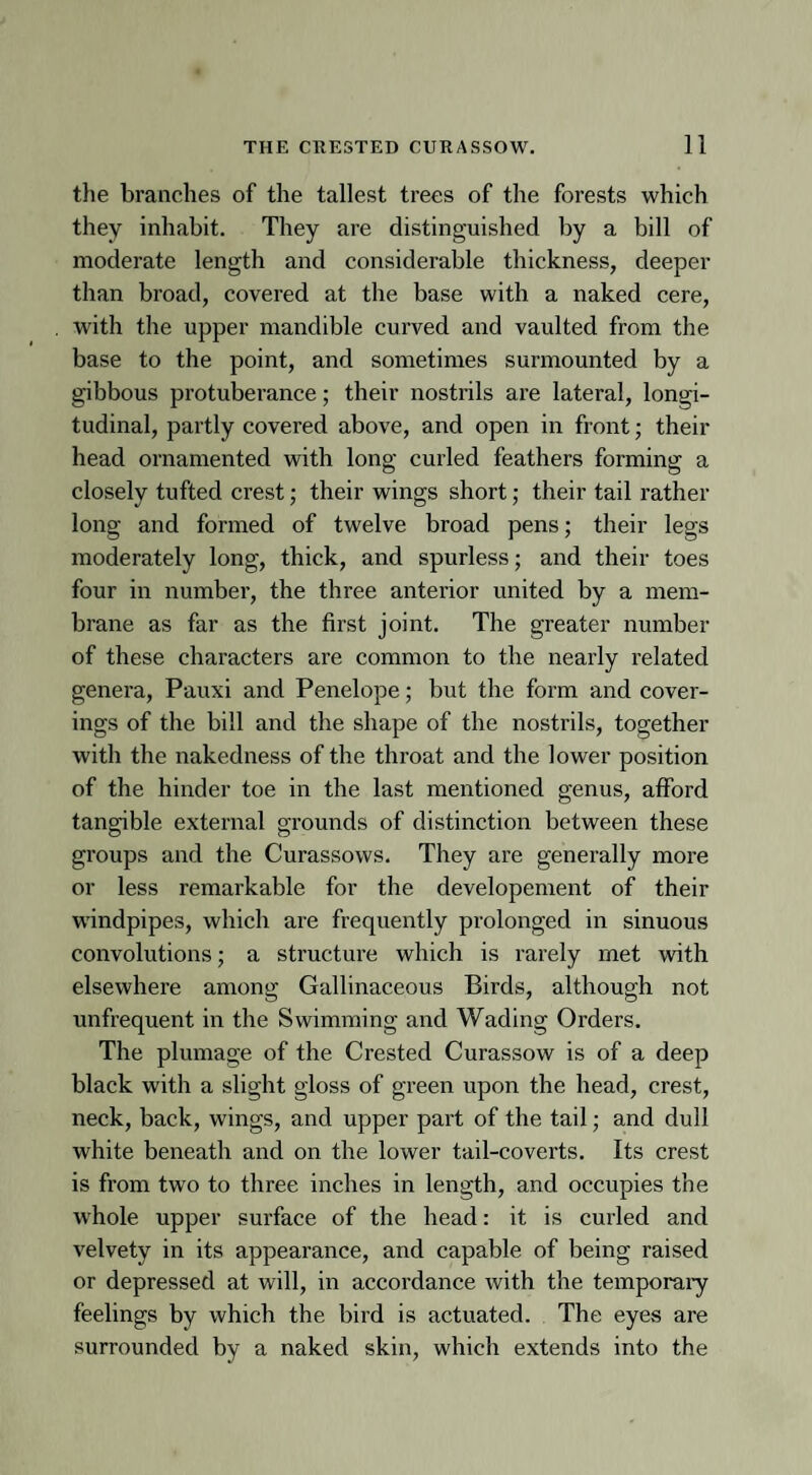 the branches of the tallest trees of the forests which they inhabit. They are distinguished by a bill of moderate length and considerable thickness, deeper than broad, covered at the base with a naked cere, with the upper mandible curved and vaulted from the base to the point, and sometimes surmounted by a gibbous protuberance; their nostrils are lateral, longi¬ tudinal, partly covered above, and open in front; their head ornamented with long curled feathers forming a closely tufted crest; their wings short; their tail rather long and formed of twelve broad pens; their legs moderately long, thick, and spurless; and their toes four in number, the three anterior united by a mem¬ brane as far as the first joint. The greater number of these characters are common to the nearly related genera, Pauxi and Penelope; but the form and cover¬ ings of the bill and the shape of the nostrils, together with the nakedness of the throat and the lower position of the hinder toe in the last mentioned genus, afford tangible external grounds of distinction between these groups and the Curassows. They are generally more or less remarkable for the developement of their windpipes, which are frequently prolonged in sinuous convolutions; a structure which is rarely met with elsewhere among Gallinaceous Birds, although not unfrequent in the Swimming and Wading Orders. The plumage of the Crested Curassow is of a deep black with a slight gloss of green upon the head, crest, neck, back, wings, and upper part of the tail; and dull white beneath and on the lower tail-coverts. Its crest is from two to three inches in length, and occupies the whole upper surface of the head: it is curled and velvety in its appearance, and capable of being raised or depressed at will, in accordance with the temporary feelings by which the bird is actuated. The eyes are surrounded by a naked skin, which extends into the