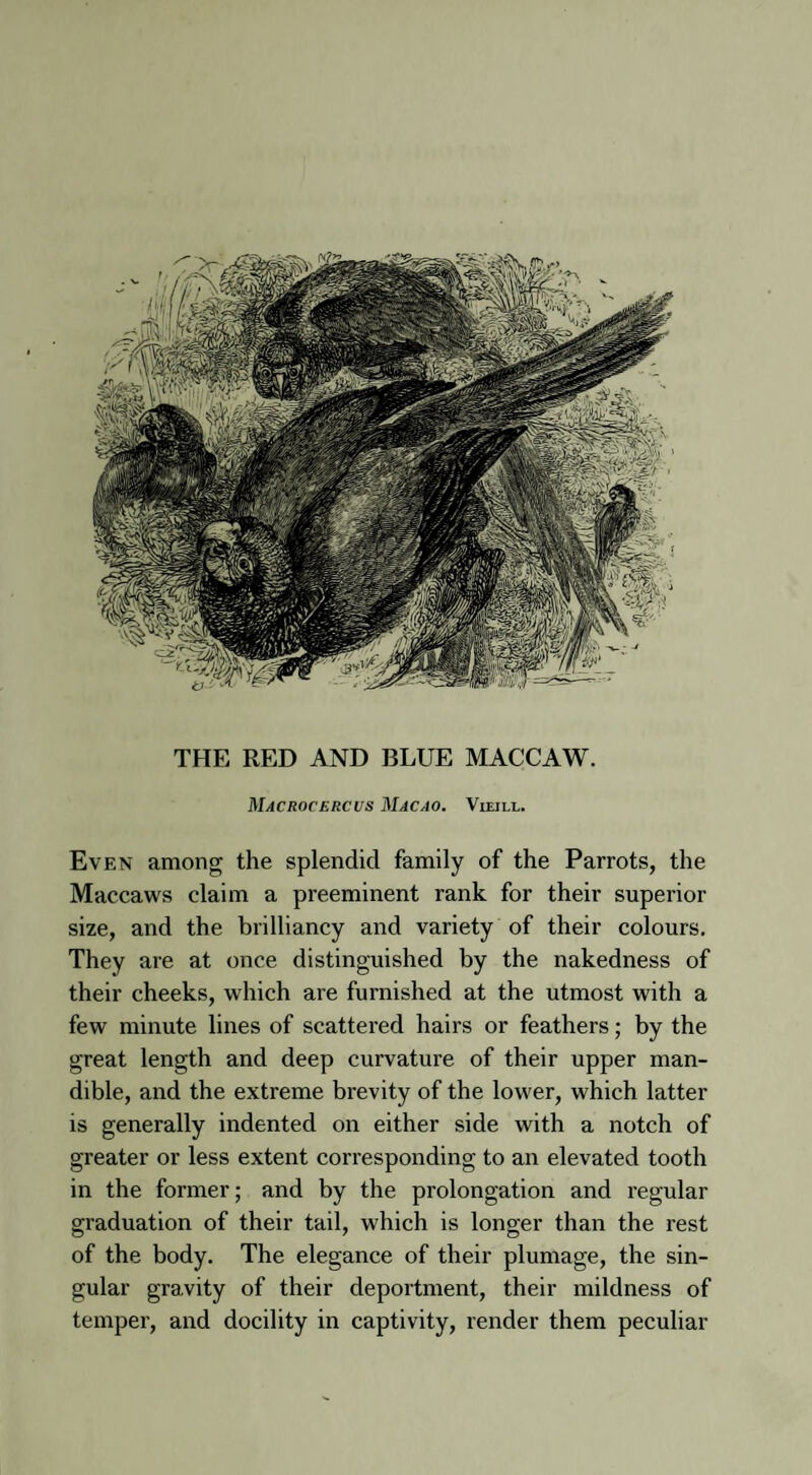 Macrocercus Macao. Vieill. Even among the splendid family of the Parrots, the Maccaws claim a preeminent rank for their superior size, and the brilliancy and variety of their colours. They are at once distinguished by the nakedness of their cheeks, which are furnished at the utmost with a few minute lines of scattered hairs or feathers; by the great length and deep curvature of their upper man¬ dible, and the extreme brevity of the lower, which latter is generally indented on either side with a notch of greater or less extent corresponding to an elevated tooth in the former; and by the prolongation and regular graduation of their tail, which is longer than the rest of the body. The elegance of their plumage, the sin¬ gular gravity of their deportment, their mildness of temper, and docility in captivity, render them peculiar