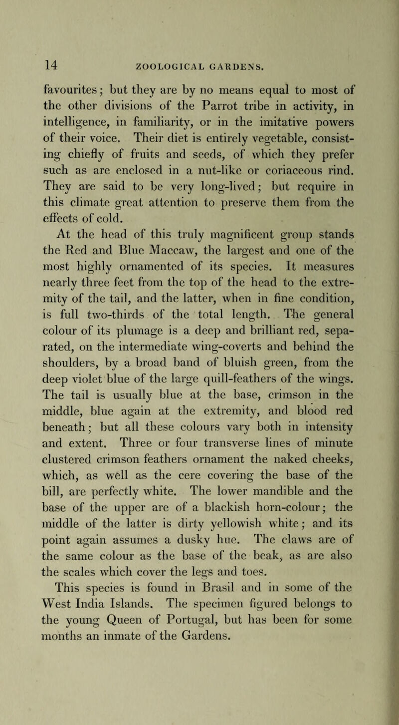 favourites; but they are by no means equal to most of the other divisions of the Parrot tribe in activity, in intelligence, in familiarity, or in the imitative powers of their voice. Their diet is entirely vegetable, consist¬ ing chiefly of fruits and seeds, of which they prefer such as are enclosed in a nut-like or coriaceous rind. They are said to be very long-lived; but require in this climate great attention to preserve them from the effects of cold. At the head of this truly magnificent group stands the Red and Blue Maccaw, the largest and one of the most highly ornamented of its species. It measures nearly three feet from the top of the head to the extre¬ mity of the tail, and the latter, when in fine condition, is full two-thirds of the total length. The general colour of its plumage is a deep and brilliant red, sepa¬ rated, on the intermediate wing-coverts and behind the shoulders, by a broad band of bluish green, from the deep violet blue of the large quill-feathers of the wings. The tail is usually blue at the base, crimson in the middle, blue again at the extremity, and blood red beneath; but all these colours vary both in intensity and extent. Three or four transverse lines of minute clustered crimson feathers ornament the naked cheeks, which, as well as the cere covering the base of the bill, are perfectly white. The lower mandible and the base of the upper are of a blackish horn-colour; the middle of the latter is dirty yellowish white; and its point again assumes a dusky hue. The claws are of the same colour as the base of the beak, as are also the scales which cover the legs and toes. This species is found in Brasil and in some of the West India Islands. The specimen figured belongs to the young Queen of Portugal, but has been for some months an inmate of the Gardens.