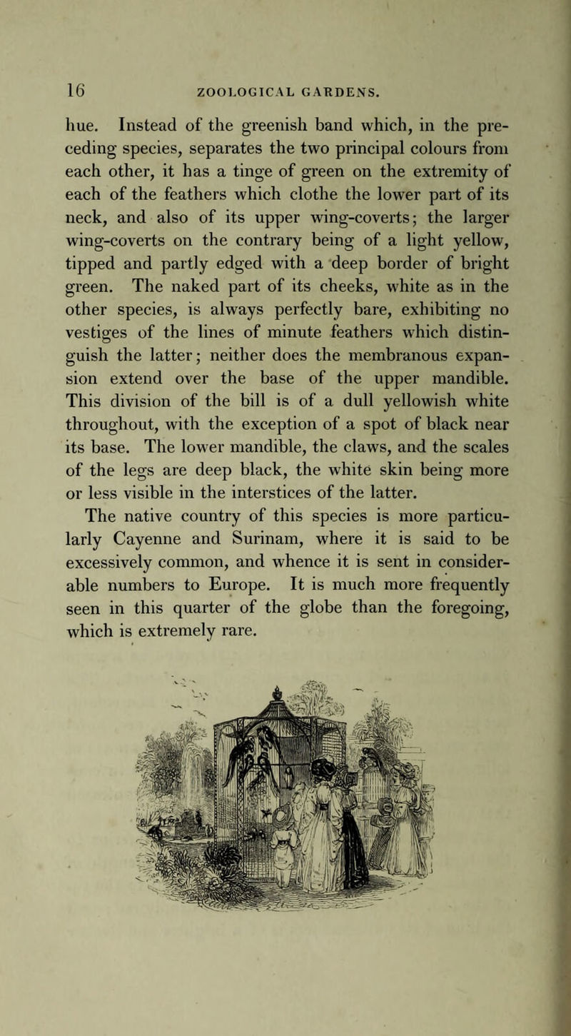 hue. Instead of the greenish band which, in the pre¬ ceding species, separates the two principal colours from each other, it has a tinge of green on the extremity of each of the feathers which clothe the lower part of its neck, and also of its upper wing-coverts; the larger wing-coverts on the contrary being of a light yellow, tipped and partly edged with a deep border of bright green. The naked part of its cheeks, white as in the other species, is always perfectly bare, exhibiting no vestiges of the lines of minute feathers which distin¬ guish the latter; neither does the membranous expan¬ sion extend over the base of the upper mandible. This division of the bill is of a dull yellowish white throughout, with the exception of a spot of black near its base. The lower mandible, the claws, and the scales of the legs are deep black, the white skin being more or less visible in the interstices of the latter. The native country of this species is more particu¬ larly Cayenne and Surinam, where it is said to be excessively common, and whence it is sent in consider¬ able numbers to Europe. It is much more frequently seen in this quarter of the globe than the foregoing, which is extremely rare.