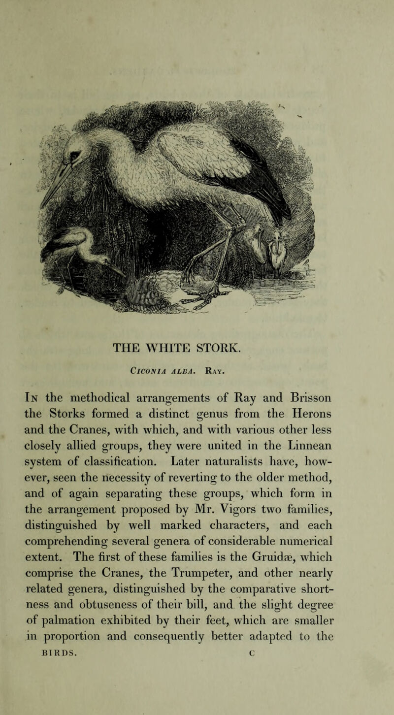 C ICON IA ALBA. Ray. In the methodical arrangements of Ray and Brisson the Storks formed a distinct genus from the Herons and the Cranes, with which, and with various other less closely allied groups, they were united in the Linnean system of classification. Later naturalists have, how¬ ever, seen the necessity of reverting to the older method, and of again separating these groups, which form in the arrangement proposed by Mr. Vigors two families, distinguished by well marked characters, and each comprehending several genera of considerable numerical extent. The first of these families is the Gruidae, which comprise the Cranes, the Trumpeter, and other nearly related genera, distinguished by the comparative short¬ ness and obtuseness of their bill, and the slight degree of palmation exhibited by their feet, which are smaller in proportion and consequently better adapted to the BIRDS. c