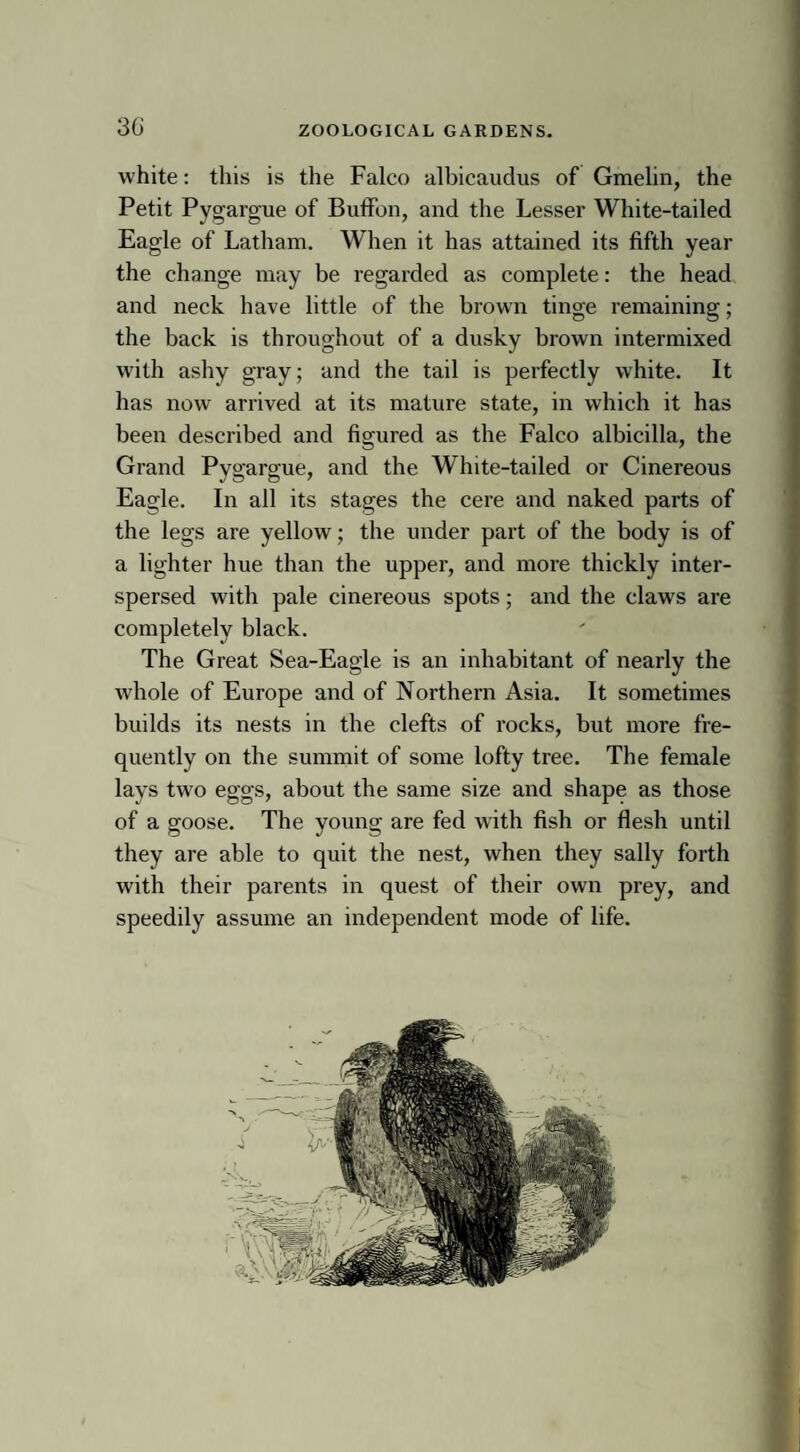 white: this is the Falco albicaudus of Gmelin, the Petit Pygargue of Buffon, and the Lesser White-tailed Eagle of Latham. When it has attained its fifth year the change may be regarded as complete: the head and neck have little of the brown tinge remaining; the back is throughout of a dusky brown intermixed with ashy gray; and the tail is perfectly white. It has now arrived at its mature state, in which it has been described and figured as the Falco albicilla, the Grand Pygargue, and the White-tailed or Cinereous Eagle. In all its stages the cere and naked parts of the legs are yellow; the under part of the body is of a lighter hue than the upper, and more thickly inter¬ spersed with pale cinereous spots; and the claws are completely black. The Great Sea-Eagle is an inhabitant of nearly the whole of Europe and of Northern Asia. It sometimes builds its nests in the clefts of rocks, but more fre¬ quently on the summit of some lofty tree. The female lays two eggs, about the same size and shape as those of a goose. The young are fed with fish or flesh until they are able to quit the nest, when they sally forth with their parents in quest of their own prey, and speedily assume an independent mode of life.
