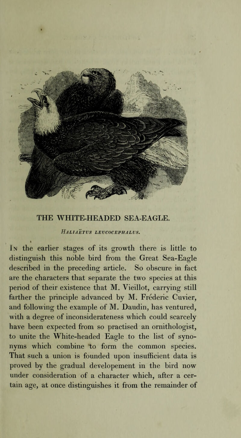 THE WHITE-HEADED SEA-EAGLE. Haliaetvs leucocephalus. I In the earlier stages of its growth there is little to distinguish this noble bird from the Great Sea-Eagle described in the preceding article. So obscure in fact are the characters that separate the two species at this period of their existence that M. Vieillot, carrying still farther the principle advanced by M. Frederic Cuvier, and following the example of M. Daudin, has ventured, with a degree of inconsiderateness which could scarcely have been expected from so practised an ornithologist, to unite the White-headed Eagle to the list of syno¬ nyms which combine to form the common species. That such a union is founded upon insufficient data is proved by the gradual developement in the bird now under consideration of a character which, after a cer¬ tain age, at once distinguishes it from the remainder of