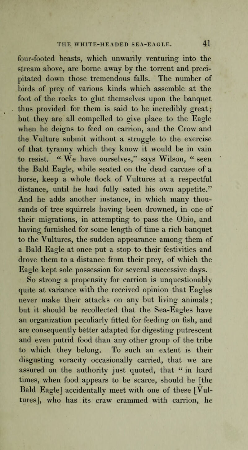 four-footed beasts, which unwarily venturing into the stream above, are borne away by the torrent and preci¬ pitated down those tremendous falls. The number of birds of prey of various kinds which assemble at the foot of the rocks to glut themselves upon the banquet thus provided for them is said to be incredibly great; but they are all compelled to give place to the Eagle when he deigns to feed on carrion, and the Crow and the Vulture submit without a struggle to the exercise of that tyranny which they know it would be in vain to resist. “We have ourselves,” says Wilson, “ seen the Bald Eagle, while seated on the dead carcase of a horse, keep a whole flock of Vultures at a respectful distance, until he had fully sated his own appetite.” And he adds another instance, in which many thou¬ sands of tree squirrels having been drowned, in one of their migrations, in attempting to pass the Ohio, and having furnished for some length of time a rich banquet to the Vultures, the sudden appearance among them of a Bald Eagle at once put a stop to their festivities and drove them to a distance from their prey, of which the Eagle kept sole possession for several successive days. So strong a propensity for carrion is unquestionably quite at variance with the received opinion that Eagles never make their attacks on any but living animals; but it should be recollected that the Sea-Eagles have an organization peculiarly fitted for feeding on fish, and are consequently better adapted for digesting putrescent and even putrid food than any other group of the tribe to which they belong. To such an extent is their disgusting voracity occasionally carried, that we are assured on the authority just quoted, that “ in hard times, when food appears to be scarce, should he [the Bald Eagle] accidentally meet with one of these [Vul¬ tures], who has its craw crammed with carrion, he