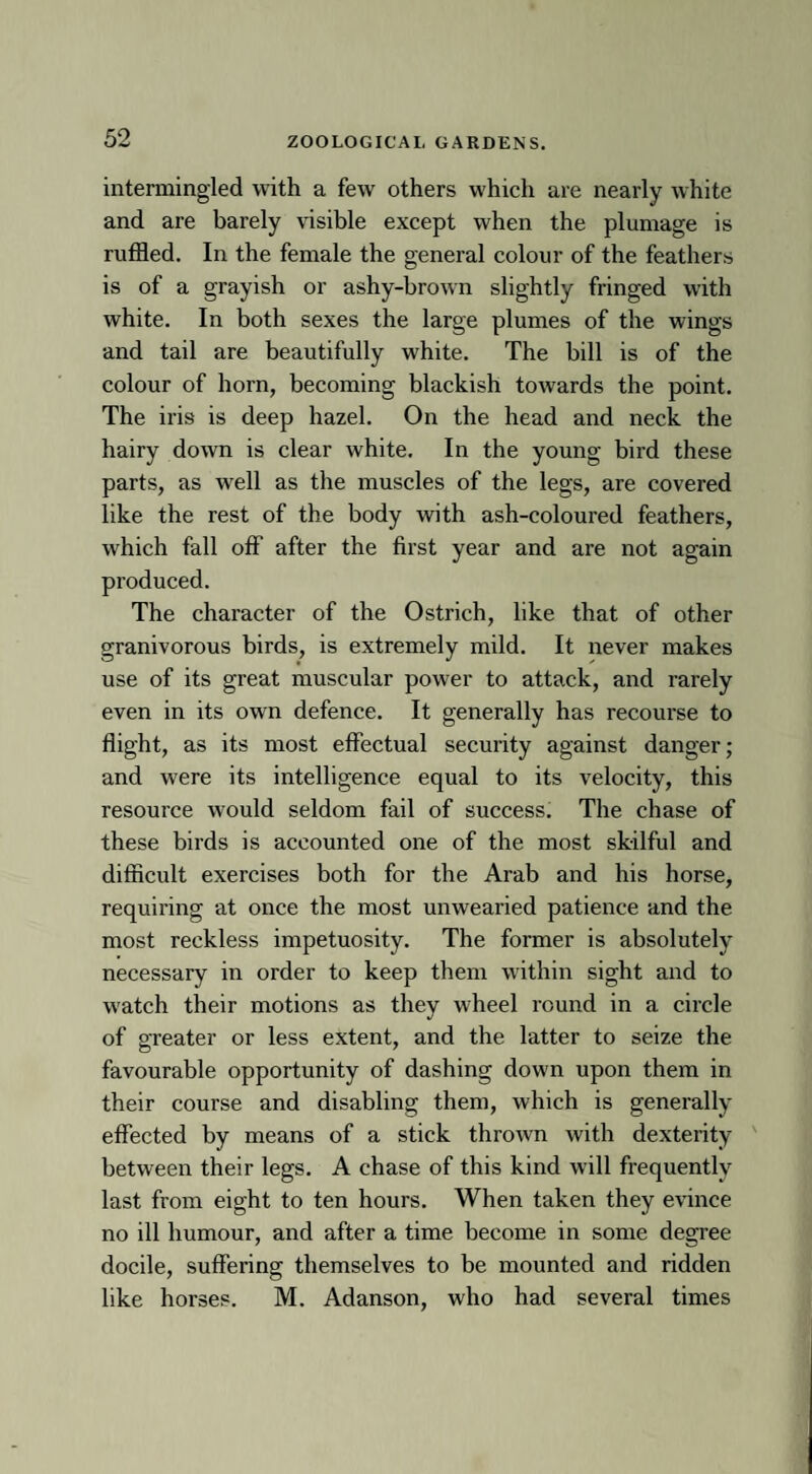 intermingled with a few others which are nearly white and are barely visible except when the plumage is ruffled. In the female the general colour of the feathers is of a grayish or ashy-brown slightly fringed with white. In both sexes the large plumes of the wings and tail are beautifully white. The bill is of the colour of horn, becoming blackish towards the point. The iris is deep hazel. On the head and neck the hairy down is clear white. In the young bird these parts, as well as the muscles of the legs, are covered like the rest of the body with ash-coloured feathers, which fall off after the first year and are not again produced. The character of the Ostrich, like that of other granivorous birds, is extremely mild. It never makes use of its great muscular power to attack, and rarely even in its own defence. It generally has recourse to flight, as its most effectual security against danger; and were its intelligence equal to its velocity, this resource would seldom fail of success. The chase of these birds is accounted one of the most skilful and difficult exercises both for the Arab and his horse, requiring at once the most unwearied patience and the most reckless impetuosity. The former is absolutely necessary in order to keep them within sight and to watch their motions as they wheel round in a circle of greater or less extent, and the latter to seize the favourable opportunity of dashing down upon them in their course and disabling them, which is generally effected by means of a stick thrown with dexterity between their legs. A chase of this kind will frequently last from eight to ten hours. When taken they evince no ill humour, and after a time become in some degree docile, suffering themselves to be mounted and ridden like horses. M. Adanson, who had several times