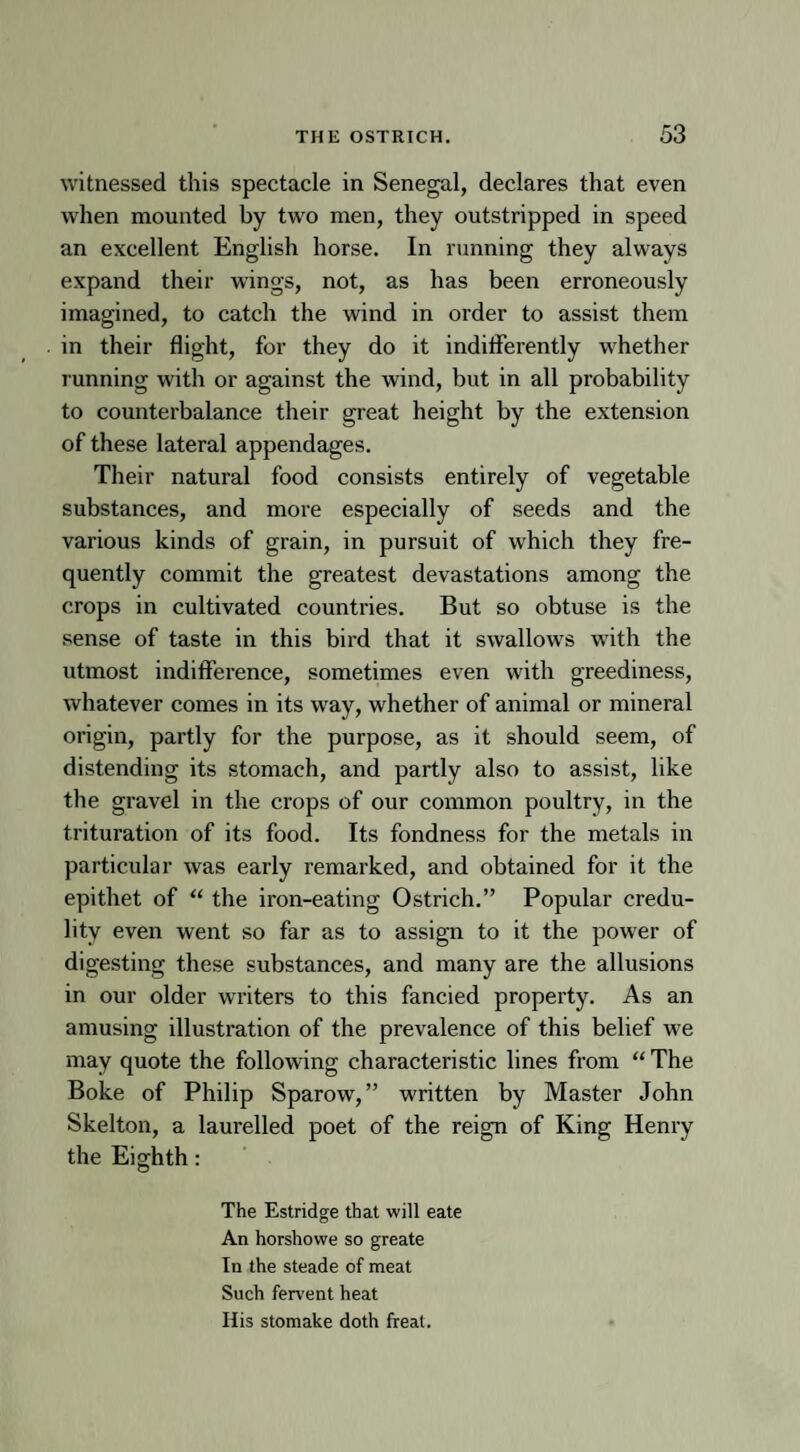 witnessed this spectacle in Senegal, declares that even when mounted by two men, they outstripped in speed an excellent English horse. In running they always expand their wings, not, as has been erroneously imagined, to catch the wind in order to assist them in their flight, for they do it indifferently whether running with or against the wind, but in all probability to counterbalance their great height by the extension of these lateral appendages. Their natural food consists entirely of vegetable substances, and more especially of seeds and the various kinds of grain, in pursuit of which they fre¬ quently commit the greatest devastations among the crops in cultivated countries. But so obtuse is the sense of taste in this bird that it swallows with the utmost indifference, sometimes even with greediness, whatever comes in its way, whether of animal or mineral origin, partly for the purpose, as it should seem, of distending its stomach, and partly also to assist, like the gravel in the crops of our common poultry, in the trituration of its food. Its fondness for the metals in particular was early remarked, and obtained for it the epithet of “ the iron-eating Ostrich.” Popular credu¬ lity even went so far as to assign to it the power of digesting these substances, and many are the allusions in our older writers to this fancied property. As an amusing illustration of the prevalence of this belief we may quote the following characteristic lines from “ The Boke of Philip Sparow, ” written by Master John Skelton, a laurelled poet of the reign of King Henry the Eighth: The Estridge that will eate An horshowe so greate In the steade of meat Such fervent heat His stomake doth freat.