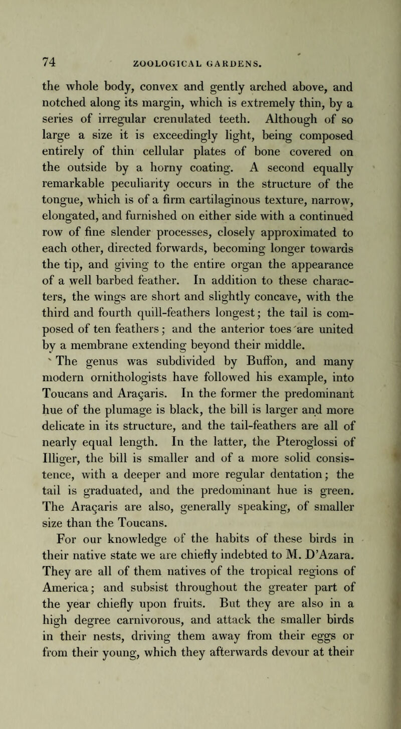 the whole body, convex and gently arched above, and notched along its margin, which is extremely thin, by a series of irregular crenulated teeth. Although of so large a size it is exceedingly light, being composed entirely of thin cellular plates of bone covered on the outside by a horny coating. A second equally remarkable peculiarity occurs in the structure of the tongue, which is of a firm cartilaginous texture, narrow, elongated, and furnished on either side with a continued row of fine slender processes, closely approximated to each other, directed forwards, becoming longer towards the tip, and giving to the entire organ the appearance of a well barbed feather. In addition to these charac¬ ters, the wings are short and slightly concave, with the third and fourth quill-feathers longest; the tail is com¬ posed of ten feathers; and the anterior toes are united by a membrane extending beyond their middle. ' The genus was subdivided by Buffon, and many modern ornithologists have followed his example, into Toucans and Aracaris. In the former the predominant hue of the plumage is black, the bill is larger and more delicate in its structure, and the tail-feathers are all of nearly equal length. In the latter, the Pteroglossi of Illiger, the bill is smaller and of a more solid consis¬ tence, with a deeper and more regular dentation; the tail is graduated, and the predominant hue is green. The Aracaris are also, generally speaking, of smaller size than the Toucans. For our knowledge of the habits of these birds in their native state we are chiefly indebted to M. D’Azara. They are all of them natives of the tropical regions of America; and subsist throughout the greater part of the year chiefly upon fruits. But they are also in a high degree carnivorous, and attack the smaller birds in their nests, driving them away from their eggs or from their young, which they afterwards devour at their