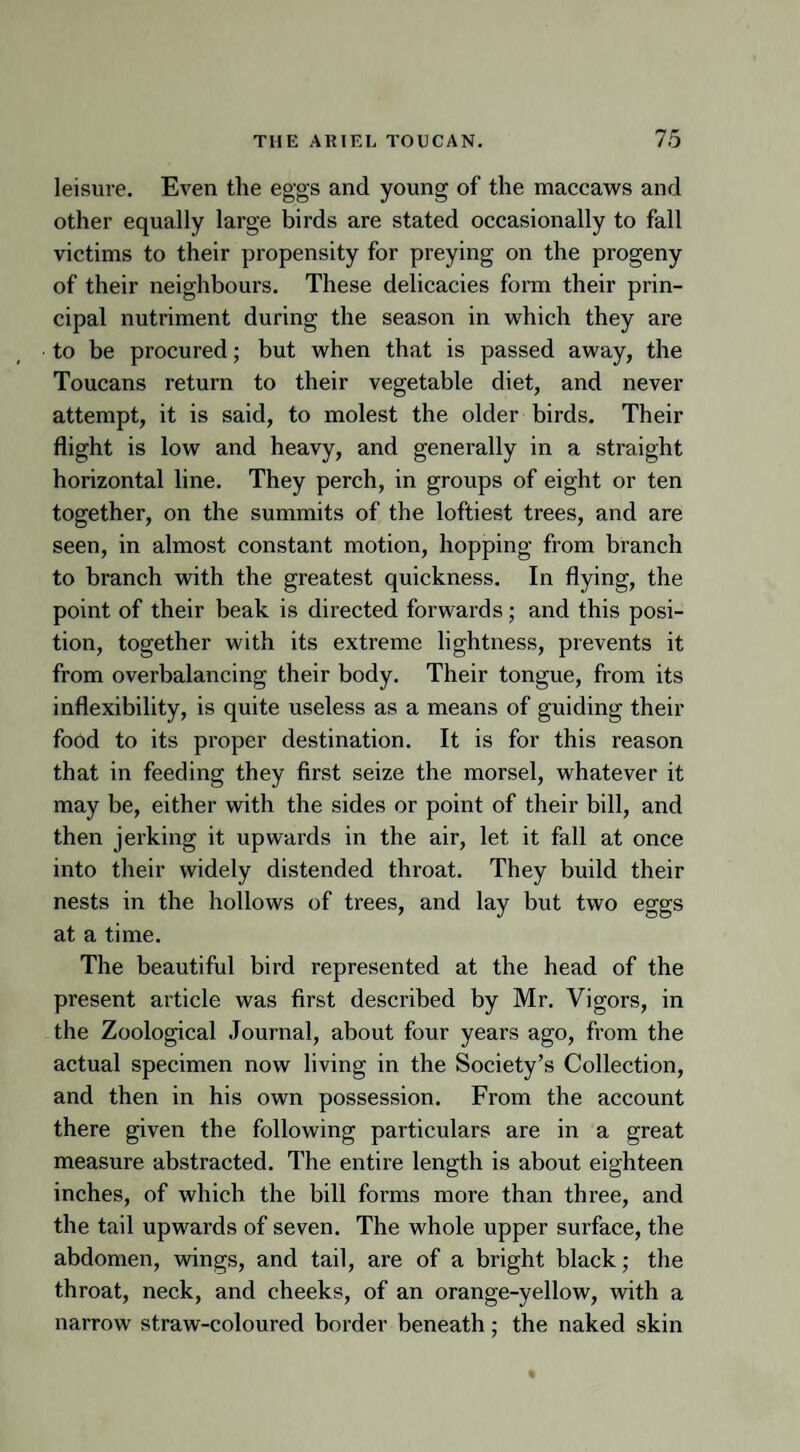 leisure. Even the eggs and young of the maccaws and other equally large birds are stated occasionally to fall victims to their propensity for preying on the progeny of their neighbours. These delicacies form their prin¬ cipal nutriment during the season in which they are to be procured; but when that is passed away, the Toucans return to their vegetable diet, and never attempt, it is said, to molest the older birds. Their flight is low and heavy, and generally in a straight horizontal line. They perch, in groups of eight or ten together, on the summits of the loftiest trees, and are seen, in almost constant motion, hopping from branch to branch with the greatest quickness. In flying, the point of their beak is directed forwards; and this posi¬ tion, together with its extreme lightness, prevents it from overbalancing their body. Their tongue, from its inflexibility, is quite useless as a means of guiding their food to its proper destination. It is for this reason that in feeding they first seize the morsel, whatever it may be, either with the sides or point of their bill, and then jerking it upwards in the air, let it fall at once into their widely distended throat. They build their nests in the hollows of trees, and lay but two eggs at a time. The beautiful bird represented at the head of the present article was first described by Mr. Vigors, in the Zoological Journal, about four years ago, from the actual specimen now living in the Society’s Collection, and then in his own possession. From the account there given the following particulars are in a great measure abstracted. The entire length is about eighteen inches, of which the bill forms more than three, and the tail upwards of seven. The whole upper surface, the abdomen, wings, and tail, are of a bright black; the throat, neck, and cheeks, of an orange-yellow, with a narrow straw-coloured border beneath; the naked skin