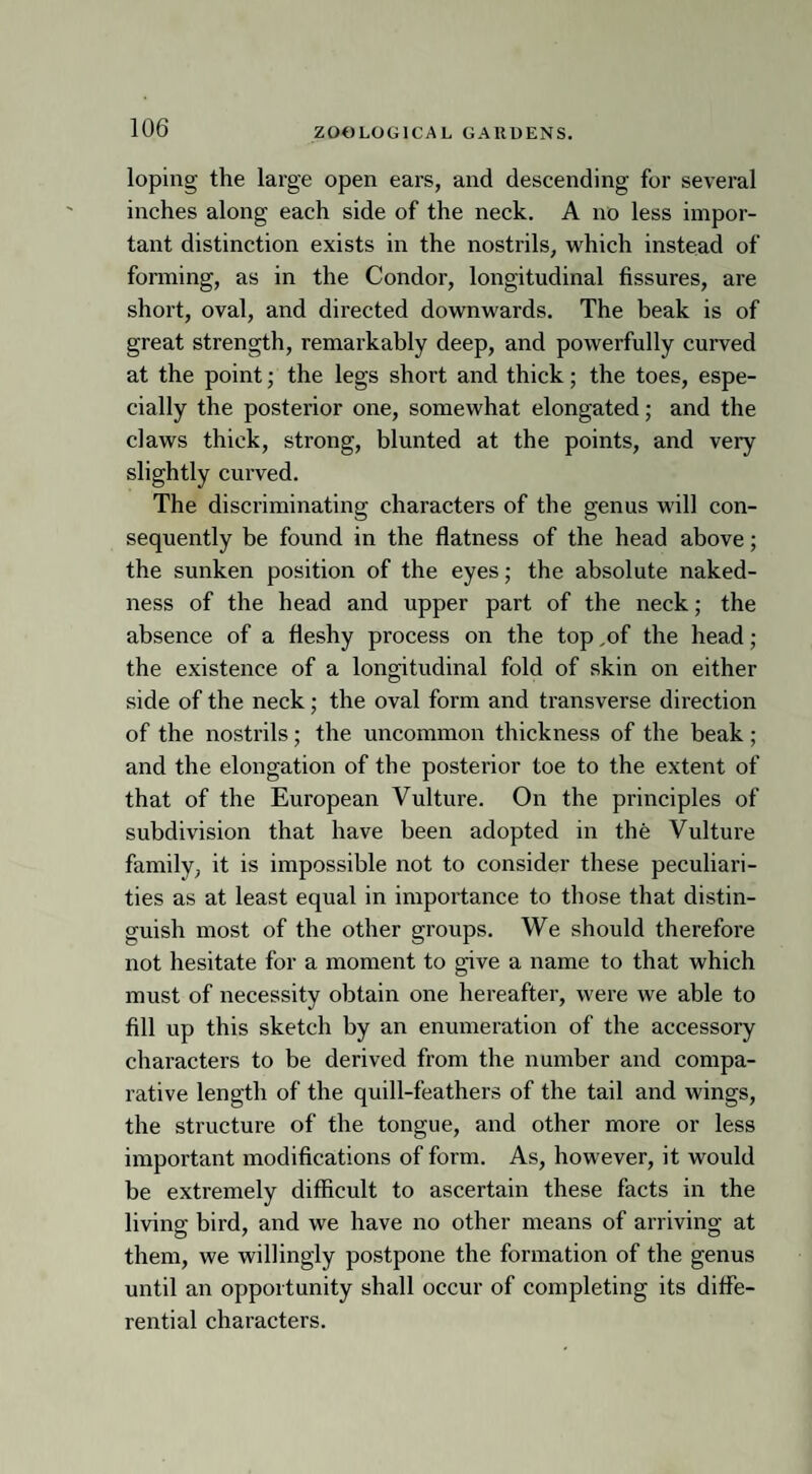 loping the large open ears, and descending for several inches along each side of the neck. A no less impor¬ tant distinction exists in the nostrils, which instead of forming, as in the Condor, longitudinal fissures, are short, oval, and directed downwards. The beak is of great strength, remarkably deep, and powerfully curved at the point; the legs short and thick; the toes, espe¬ cially the posterior one, somewhat elongated; and the claws thick, strong, blunted at the points, and very slightly curved. The discriminating characters of the genus will con¬ sequently be found in the flatness of the head above; the sunken position of the eyes; the absolute naked¬ ness of the head and upper part of the neck; the absence of a fleshy process on the top ,of the head; the existence of a longitudinal fold of skin on either side of the neck; the oval form and transverse direction of the nostrils; the uncommon thickness of the beak; and the elongation of the posterior toe to the extent of that of the European Vulture. On the principles of subdivision that have been adopted in the Vulture family, it is impossible not to consider these peculiari¬ ties as at least equal in importance to those that distin¬ guish most of the other groups. We should therefore not hesitate for a moment to give a name to that which must of necessity obtain one hereafter, were we able to fill up this sketch by an enumeration of the accessory characters to be derived from the number and compa¬ rative length of the quill-feathers of the tail and wings, the structure of the tongue, and other more or less important modifications of form. As, however, it would be extremely difficult to ascertain these facts in the living bird, and we have no other means of arriving at them, we willingly postpone the formation of the genus until an opportunity shall occur of completing its diffe¬ rential characters.