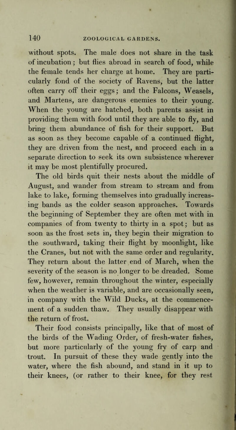without spots. The male does not share in the task of incubation; but flies abroad in search of food, while the female tends her charge at home. They are parti¬ cularly fond of the society of Ravens, but the latter often carry off their eggs; and the Falcons, Weasels, and Martens, are dangerous enemies to their young. When the young are hatched, both parents assist in providing them with food until they are able to fly, and bring them abundance of fish for their support. But as soon as they become capable of a continued flight, they are driven from the nest, and proceed each in a separate direction to seek its own subsistence wherever it may be most plentifully procured. The old birds quit their nests about the middle of August, and wander from stream to stream and from lake to lake, forming themselves into gradually increas¬ ing bands as the colder season approaches. Towards the beginning of September they are often met with in companies of from twenty to thirty in a spot; but as soon as the frost sets in, they begin their migration to the southward, taking their flight by moonlight, like the Cranes, but not with the same order and regularity. They return about the latter end of March, when the severity of the season is no longer to be dreaded. Some few, however, remain throughout the winter, especially when the weather is variable, and are occasionally seen, in company with the Wild Ducks, at the commence¬ ment of a sudden thaw. They usually disappear with the return of frost. Their food consists principally, like that of most of the birds of the Wading Order, of fresh-water fishes, but more particularly of the young fry of carp and trout. In pursuit of these they wade gently into the water, where the fish abound, and stand in it up to their knees, (or rather to their knee, for they rest