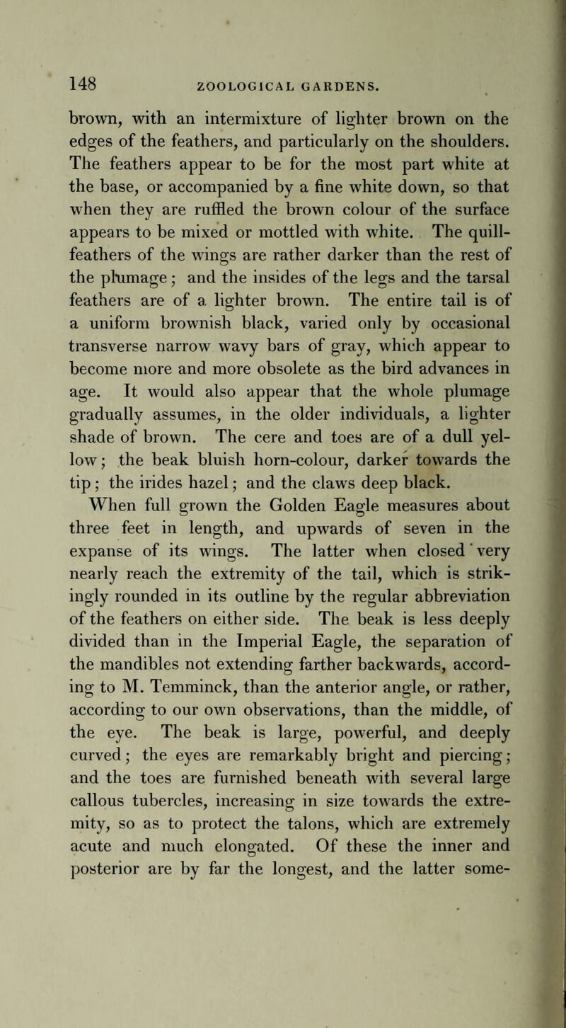 brown, with an intermixture of lighter brown on the edges of the feathers, and particularly on the shoulders. The feathers appear to be for the most part white at the base, or accompanied by a fine white down, so that when they are ruffled the brown colour of the surface appears to be mixed or mottled with white. The quill- feathers of the wings are rather darker than the rest of the plumage ; and the insides of the legs and the tarsal feathers are of a lighter brown. The entire tail is of a uniform brownish black, varied only by occasional transverse narrow wavy bars of gray, which appear to become more and more obsolete as the bird advances in age. It would also appear that the whole plumage gradually assumes, in the older individuals, a lighter shade of brown. The cere and toes are of a dull yel¬ low; the beak bluish horn-colour, darker towards the tip; the irides hazel; and the claws deep black. When full grown the Golden Eagle measures about three feet in length, and upwards of seven in the expanse of its wings. The latter when closed' very nearly reach the extremity of the tail, which is strik¬ ingly rounded in its outline by the regular abbreviation of the feathers on either side. The beak is less deeply divided than in the Imperial Eagle, the separation of the mandibles not extending farther backwards, accord¬ ing to M. Temminck, than the anterior angle, or rather, according to our own observations, than the middle, of the eye. The beak is large, powerful, and deeply curved; the eyes are remarkably bright and piercing; and the toes are furnished beneath with several large callous tubercles, increasing in size towards the extre¬ mity, so as to protect the talons, which are extremely acute and much elongated. Of these the inner and posterior are by far the longest, and the latter some-