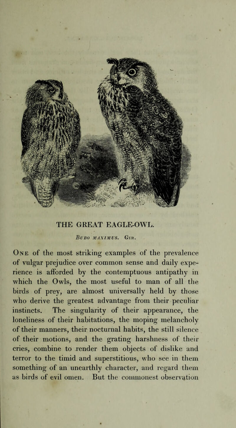 Bubo maximus. Gf.r. One of the most striking examples of the prevalence of vulgar prejudice over common sense and daily expe¬ rience is afforded by the contemptuous antipathy in which the Owls, the most useful to man of all the birds of prey, are almost universally held by those who derive the greatest advantage from their peculiar instincts. The singularity of their appearance, the loneliness of their habitations, the moping melancholy of their manners, their nocturnal habits, the still silence of their motions, and the grating harshness of their cries, combine to render them objects of dislike and terror to the timid and superstitious, who see in them something of an unearthly character, and regard them as birds of evil omen. But the commonest observation