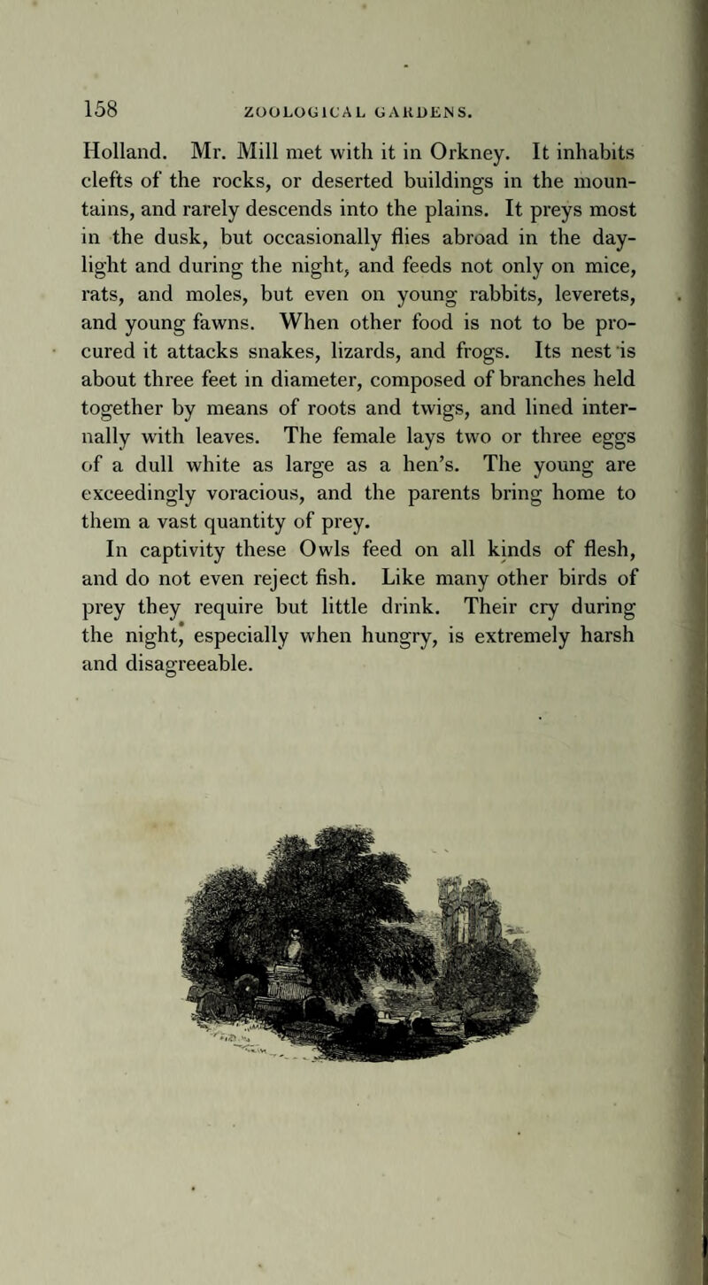 Holland. Mr. Mill met with it in Orkney. It inhabits clefts of the rocks, or deserted buildings in the moun¬ tains, and rarely descends into the plains. It preys most in the dusk, but occasionally flies abroad in the day¬ light and during the night, and feeds not only on mice, rats, and moles, but even on young rabbits, leverets, and young fawns. When other food is not to be pro¬ cured it attacks snakes, lizards, and frogs. Its nest is about three feet in diameter, composed of branches held together by means of roots and twigs, and lined inter¬ nally with leaves. The female lays two or three eggs c.f a dull white as large as a hen’s. The young are exceedingly voracious, and the parents bring home to them a vast quantity of prey. In captivity these Owls feed on all kinds of flesh, and do not even reject fish. Like many other birds of prey they require but little drink. Their cry during the night, especially when hungry, is extremely harsh and disagreeable. .