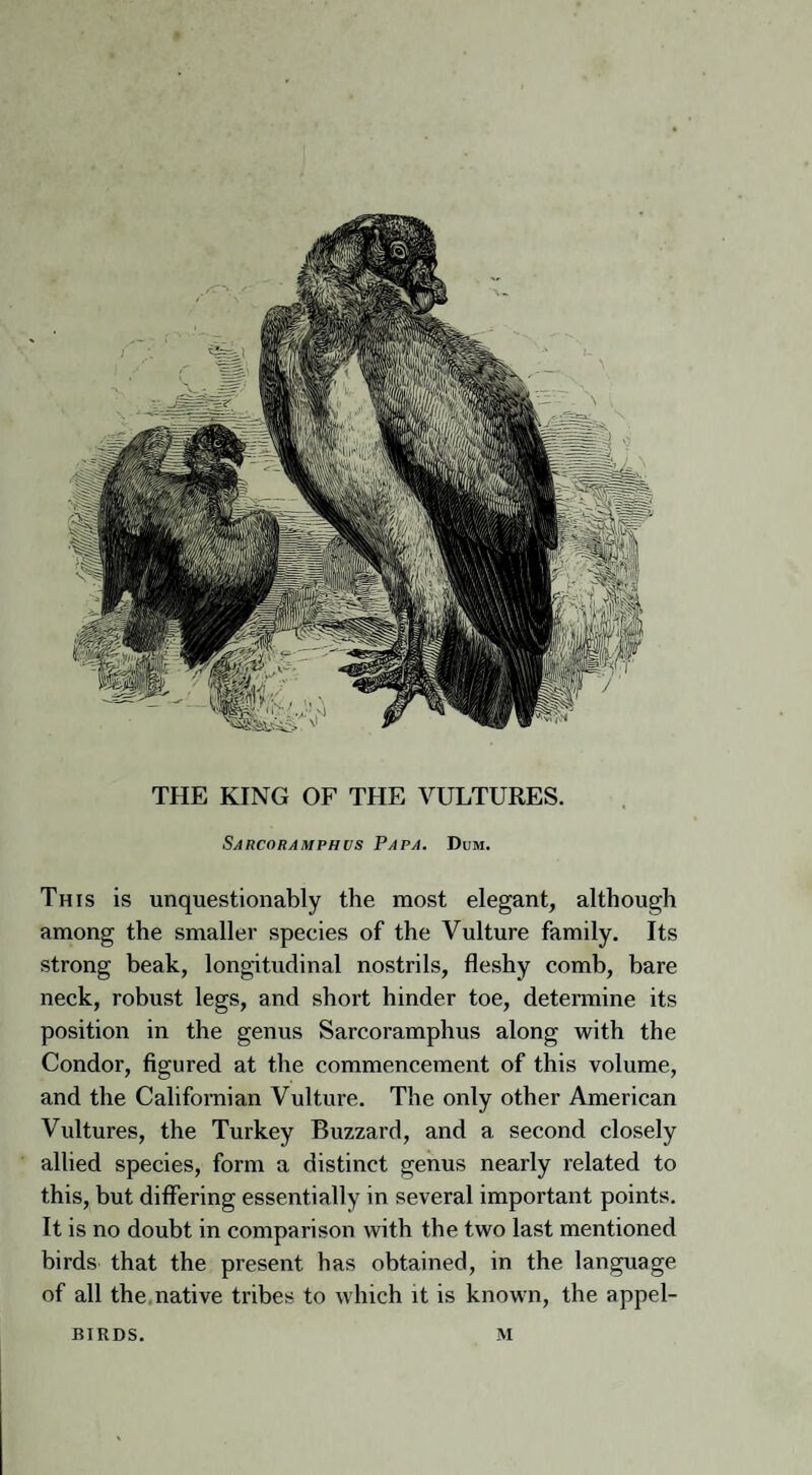 THE KING OF THE VULTURES. Sarcoramphvs Papa. Dum. This is unquestionably the most elegant, although among the smaller species of the Vulture family. Its strong beak, longitudinal nostrils, fleshy comb, bare neck, robust legs, and short hinder toe, determine its position in the genus Sarcoramphus along with the Condor, figured at the commencement of this volume, and the Californian Vulture. The only other American Vultures, the Turkey Buzzard, and a second closely allied species, form a distinct genus nearly related to this, but differing essentially in several important points. It is no doubt in comparison with the two last mentioned birds that the present has obtained, in the language of all the native tribes to which it is known, the appel- J1IRDS. M