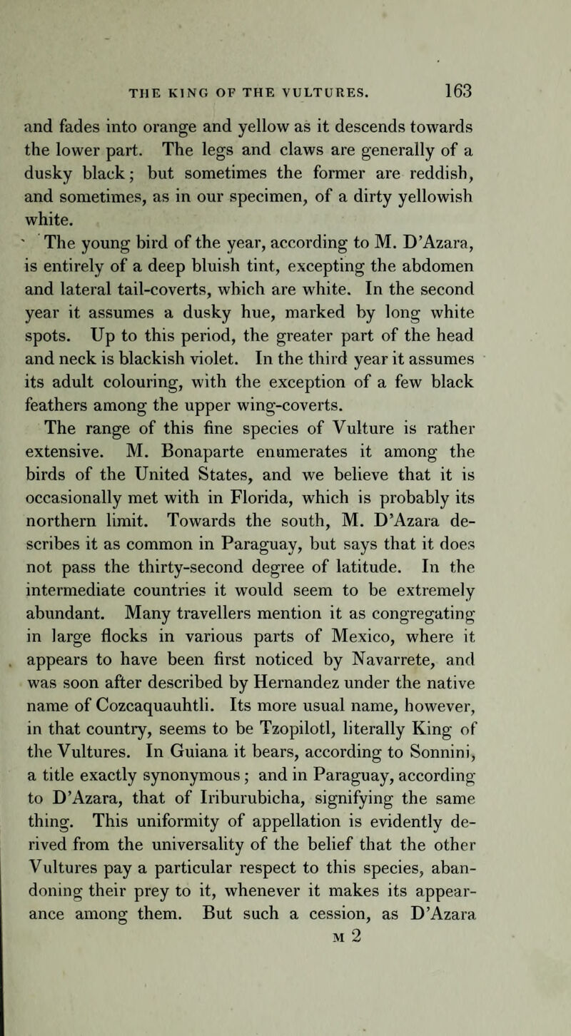 and fades into orange and yellow as it descends towards the lower part. The legs and claws are generally of a dusky black; but sometimes the former are reddish, and sometimes, as in our specimen, of a dirty yellowish white. ' The young bird of the year, according to M. D’Azara, is entirely of a deep bluish tint, excepting the abdomen and lateral tail-coverts, which are white. In the second year it assumes a dusky hue, marked by long white spots. Up to this period, the greater part of the head and neck is blackish violet. In the third year it assumes its adult colouring, with the exception of a few black feathers among the upper wing-coverts. The range of this fine species of Vulture is rather extensive. M. Bonaparte enumerates it among the birds of the United States, and we believe that it is occasionally met with in Florida, which is probably its northern limit. Towards the south, M. D’Azara de¬ scribes it as common in Paraguay, but says that it does not pass the thirty-second degree of latitude. In the intermediate countries it would seem to be extremely abundant. Many travellers mention it as congregating in large flocks in various parts of Mexico, where it appears to have been first noticed by Navarrete, and was soon after described by Hernandez under the native name of Cozcaquauhtli. Its more usual name, however, in that country, seems to be Tzopilotl, literally King of the Vultures. In Guiana it bears, according to Sonnini, a title exactly synonymous; and in Paraguay, according to D’Azara, that of Iriburubicha, signifying the same thing. This uniformity of appellation is evidently de¬ rived from the universality of the belief that the other Vultures pay a particular respect to this species, aban¬ doning their prey to it, whenever it makes its appear¬ ance among them. But such a cession, as D’Azara m 2