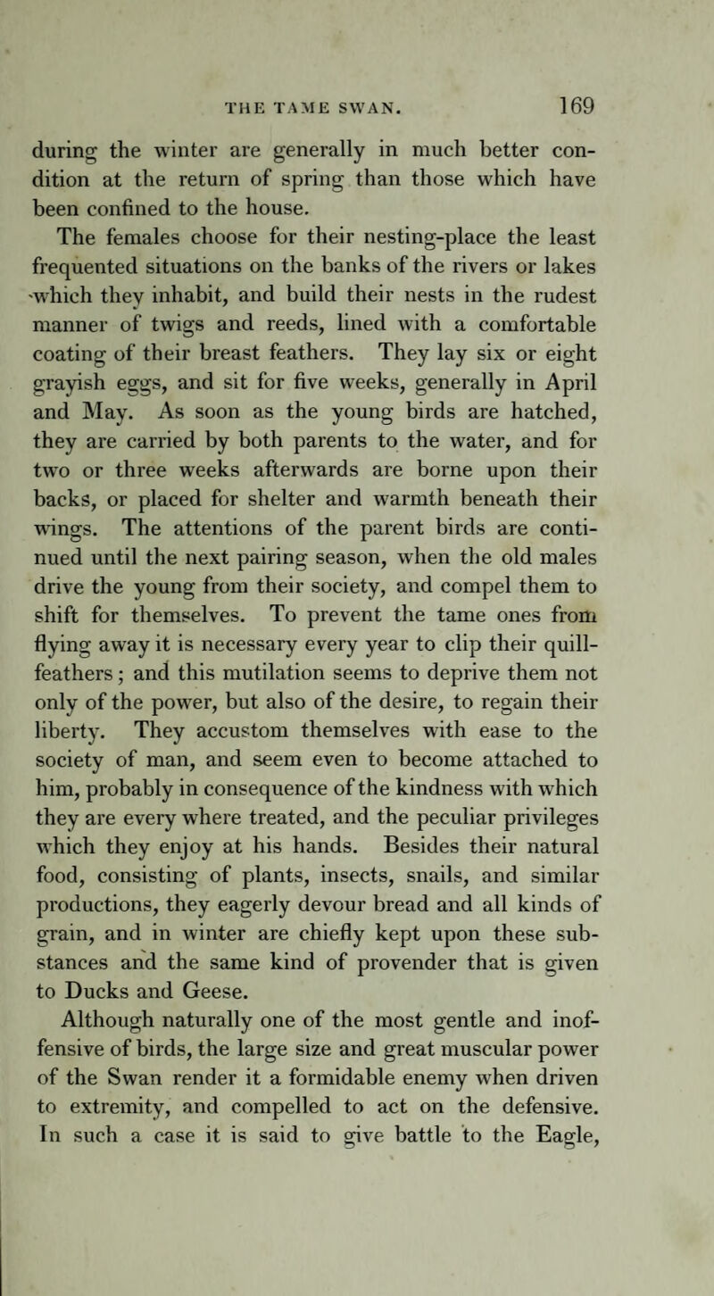 during the winter are generally in much better con¬ dition at the return of spring than those which have been confined to the house. The females choose for their nesting-place the least frequented situations on the banks of the rivers or lakes •which they inhabit, and build their nests in the rudest manner of twigs and reeds, lined with a comfortable coating of their breast feathers. They lay six or eight grayish eggs, and sit for five weeks, generally in April and May. As soon as the young birds are hatched, they are carried by both parents to the water, and for two or three weeks afterwards are borne upon their backs, or placed for shelter and warmth beneath their wings. The attentions of the parent birds are conti¬ nued until the next pairing season, when the old males drive the young from their society, and compel them to shift for themselves. To prevent the tame ones from flying away it is necessary every year to clip their quill- feathers ; and this mutilation seems to deprive them not only of the power, but also of the desire, to regain their liberty. They accustom themselves with ease to the society of man, and seem even to become attached to him, probably in consequence of the kindness with which they are every where treated, and the peculiar privileges which they enjoy at his hands. Besides their natural food, consisting of plants, insects, snails, and similar productions, they eagerly devour bread and all kinds of grain, and in winter are chiefly kept upon these sub¬ stances and the same kind of provender that is given to Ducks and Geese. Although naturally one of the most gentle and inof¬ fensive of birds, the large size and great muscular power of the Swan render it a formidable enemy when driven to extremity, and compelled to act on the defensive. In such a case it is said to give battle to the Eagle,