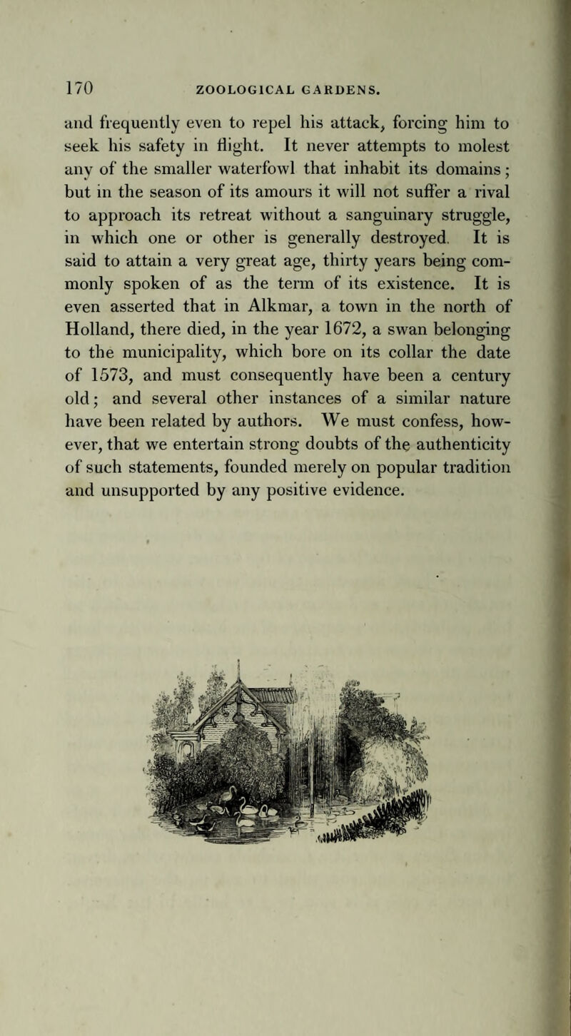 and frequently even to repel his attack, forcing him to seek his safety in flight. It never attempts to molest any of the smaller waterfowl that inhabit its domains; but in the season of its amours it will not sutler a rival to approach its retreat without a sanguinary struggle, in which one or other is generally destroyed. It is said to attain a very great age, thirty years being com¬ monly spoken of as the term of its existence. It is even asserted that in Alkmar, a town in the north of Holland, there died, in the year 1672, a swan belonging to the municipality, which bore on its collar the date of 1573, and must consequently have been a century old; and several other instances of a similar nature have been related by authors. We must confess, how¬ ever, that we entertain strong doubts of the authenticity of such statements, founded merely on popular tradition and unsupported by any positive evidence.