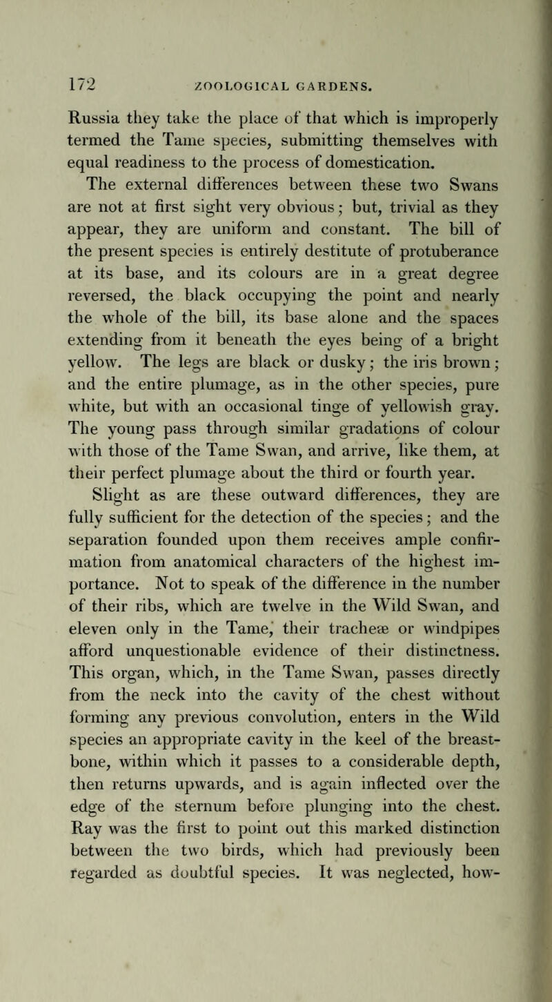 Russia they take the place of that which is improperly termed the Tame species, submitting themselves with equal readiness to the process of domestication. The external differences between these two Swans are not at first sight very obvious; but, trivial as they appear, they are uniform and constant. The bill of the present species is entirely destitute of protuberance at its base, and its colours are in a great degree reversed, the black occupying the point and nearly the whole of the bill, its base alone and the spaces extending from it beneath the eyes being of a bright yellow. The legs are black or dusky; the iris brown; and the entire plumage, as in the other species, pure white, but with an occasional tinge of yellowish gray. The young pass through similar gradations of colour with those of the Tame Swan, and arrive, like them, at their perfect plumage about the third or fourth year. Slight as are these outward differences, they are fully sufficient for the detection of the species; and the separation founded upon them receives ample confir¬ mation from anatomical characters of the highest im¬ portance. Not to speak of the difference in the number of their ribs, which are twelve in the Wild Swan, and eleven only in the Tame, their tracheae or windpipes afford unquestionable evidence of their distinctness. This organ, which, in the Tame Swan, passes directly from the neck into the cavity of the chest without forming any previous convolution, enters in the Wild species an appropriate cavity in the keel of the breast¬ bone, within which it passes to a considerable depth, then returns upwards, and is again inflected over the edge of the sternum before plunging into the chest. Ray was the first to point out this marked distinction between the two birds, which had previously been regarded as doubtful species. It was neglected, how-