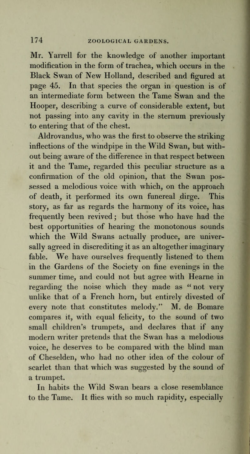 Mr. Yarrell for the knowledge of another important modification in the form of trachea, which occurs in the Black Swan of New Holland, described and figured at page 45. In that species the organ in question is of an intermediate form between the Tame Swan and the Hooper, describing a curve of considerable extent, but not passing into any cavity in the sternum previously to entering that of the chest. Aldrovandus, who was the first to observe the striking inflections of the windpipe in the Wild Swan, but with¬ out being aware of the difference in that respect between it and the Tame, regarded this peculiar structure as a confirmation of the old opinion, that the Swan pos¬ sessed a melodious voice with which, on the approach of death, it pei'formed its own funereal ,dirge. This story, as far as regards the harmony of its voice, has frequently been revived; but those who have had the best opportunities of hearing the monotonous sounds which the Wild Swans actually produce, are univer¬ sally agreed in discrediting it as an altogether imaginary fable. We have ourselves frequently listened' to them in the Gardens of the Society on fine evenings in the summer time, and could not but agree with Hearne in regarding the noise which they made as “ not very unlike that of a French horn, but entirely divested of every note that constitutes melody.” M. de Bomare compares it, with equal felicity, to the sound of two small children’s trumpets, and declares that if any modern writer pretends that the Swan has a melodious voice, he deserves to be compared with the blind man of Cheselden, who had no other idea of the colour of scarlet than that which was suggested by the sound of a trumpet. In habits the Wild Swan bears a close resemblance to the Tame. It flies with so much rapidity, especially