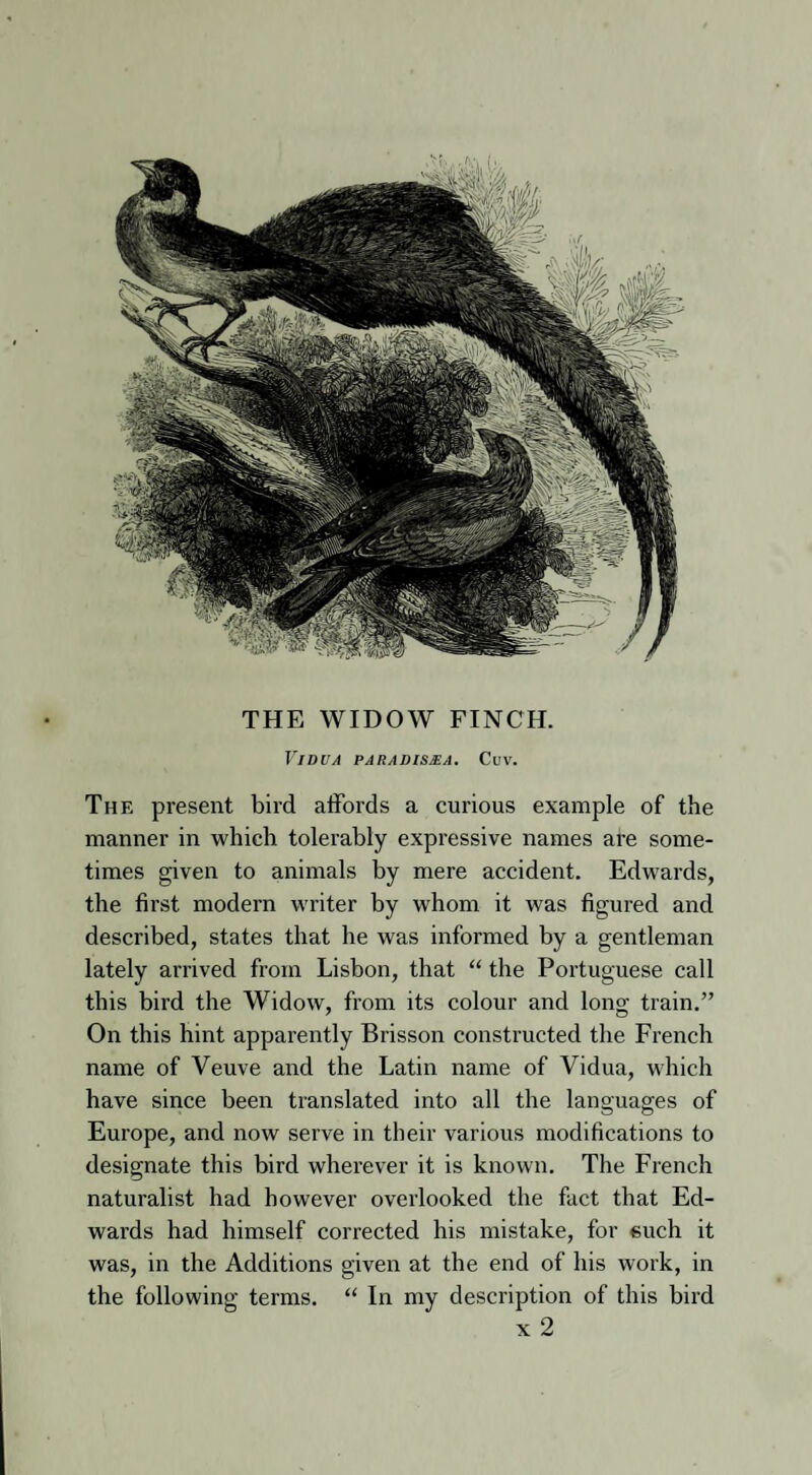 THE WIDOW FINCH. Vidua paradisma. Cuv. The present bird affords a curious example of the manner in which tolerably expressive names are some¬ times given to animals by mere accident. Edwards, the first modern writer by whom it was figured and described, states that he was informed by a gentleman lately arrived from Lisbon, that “ the Portuguese call this bird the Widow, from its colour and long train.” On this hint apparently Brisson constructed the French name of Veuve and the Latin name of Vidua, which have since been translated into all the languages of Europe, and now serve in their various modifications to designate this bird wherever it is known. The French naturalist had however overlooked the fact that Ed¬ wards had himself corrected his mistake, for such it was, in the Additions given at the end of his work, in the following terms. “ In my description of this bird